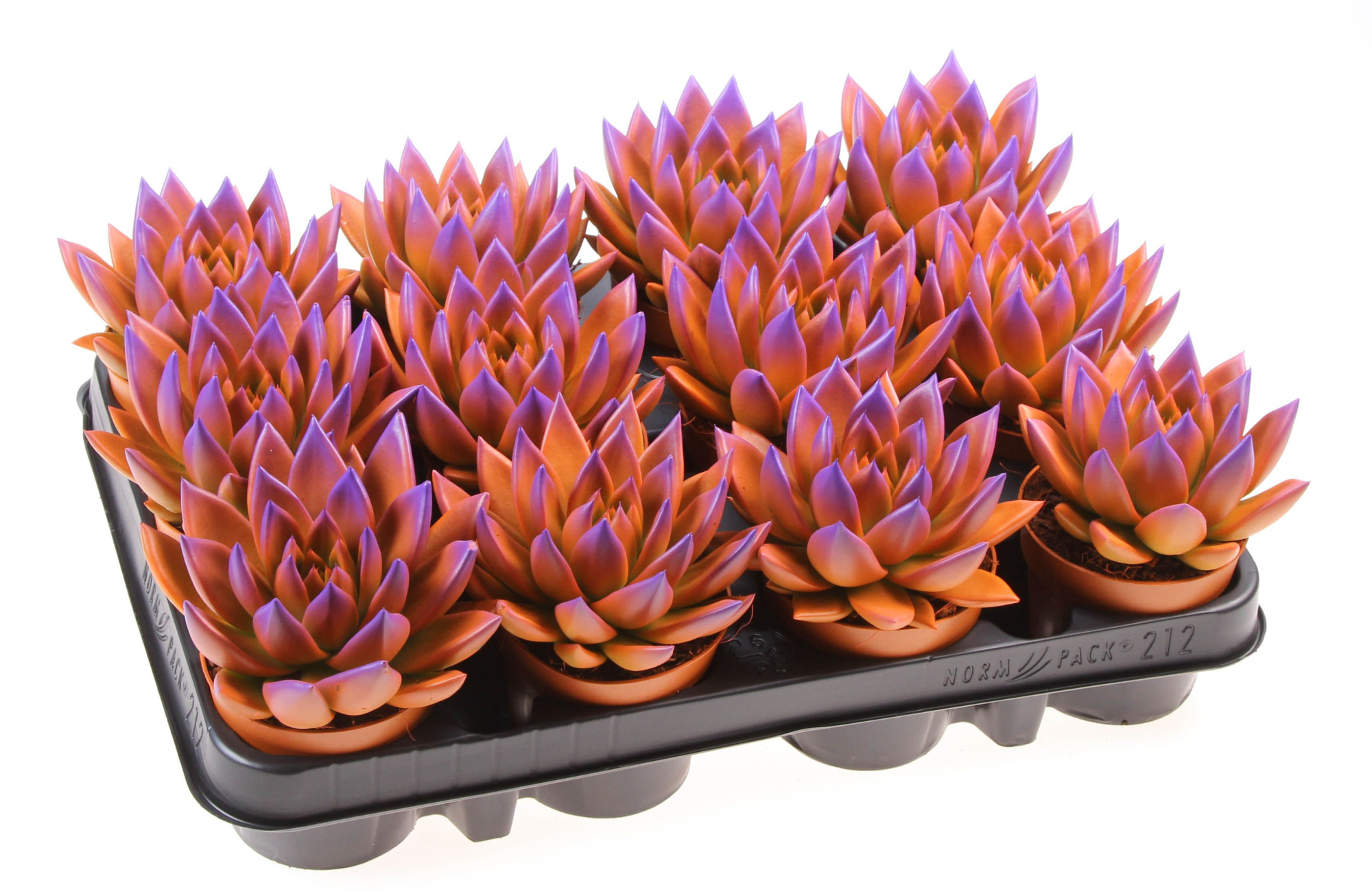 Rainbow bicolor orange + purple point, D 8,5 cm