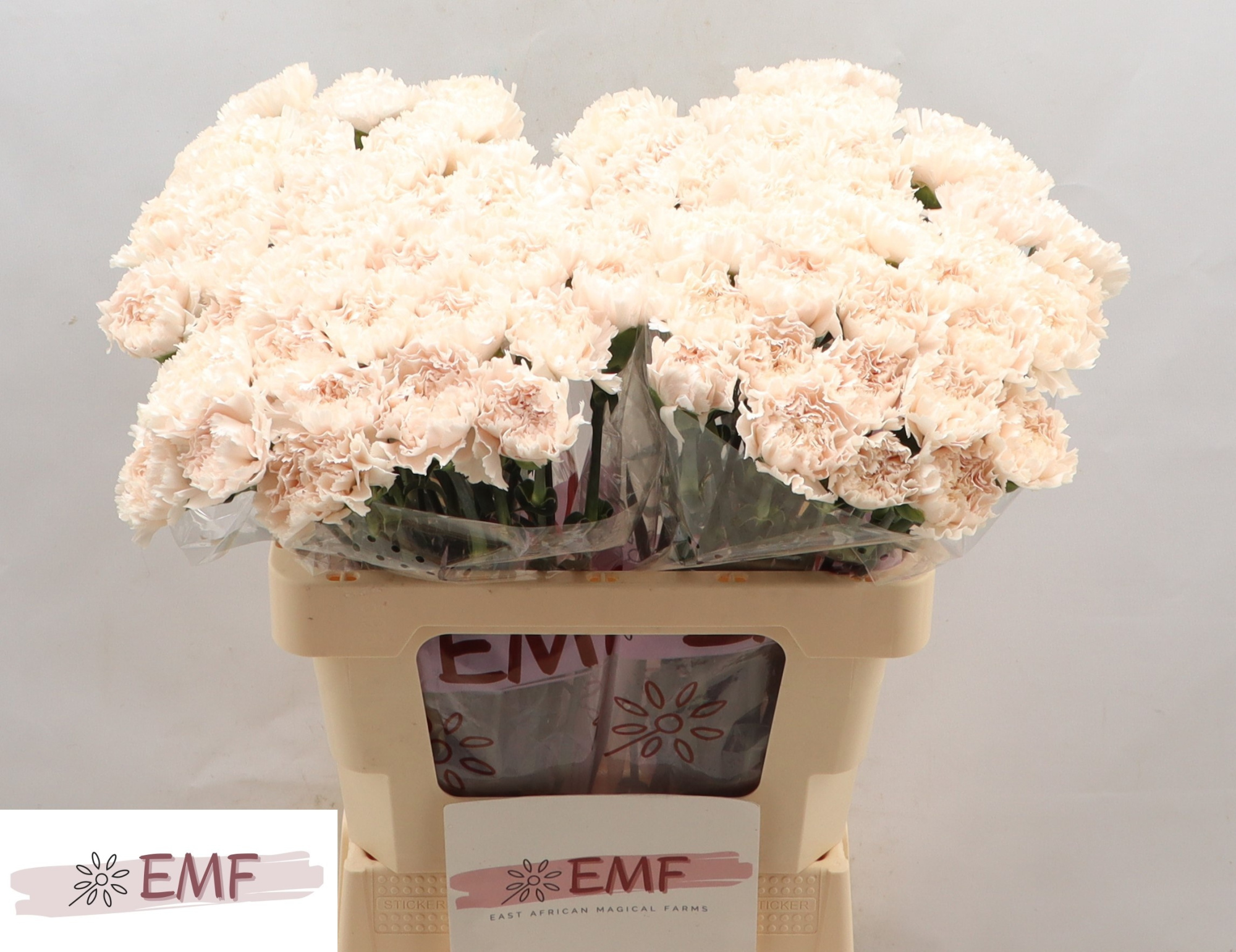 Диантус од. Брют (светло-роз.), шт.