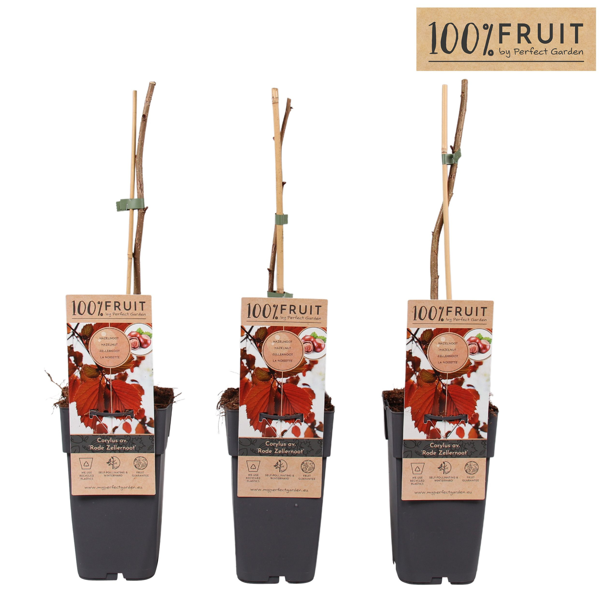 Corylus Rode Zellernoot P15, D 15