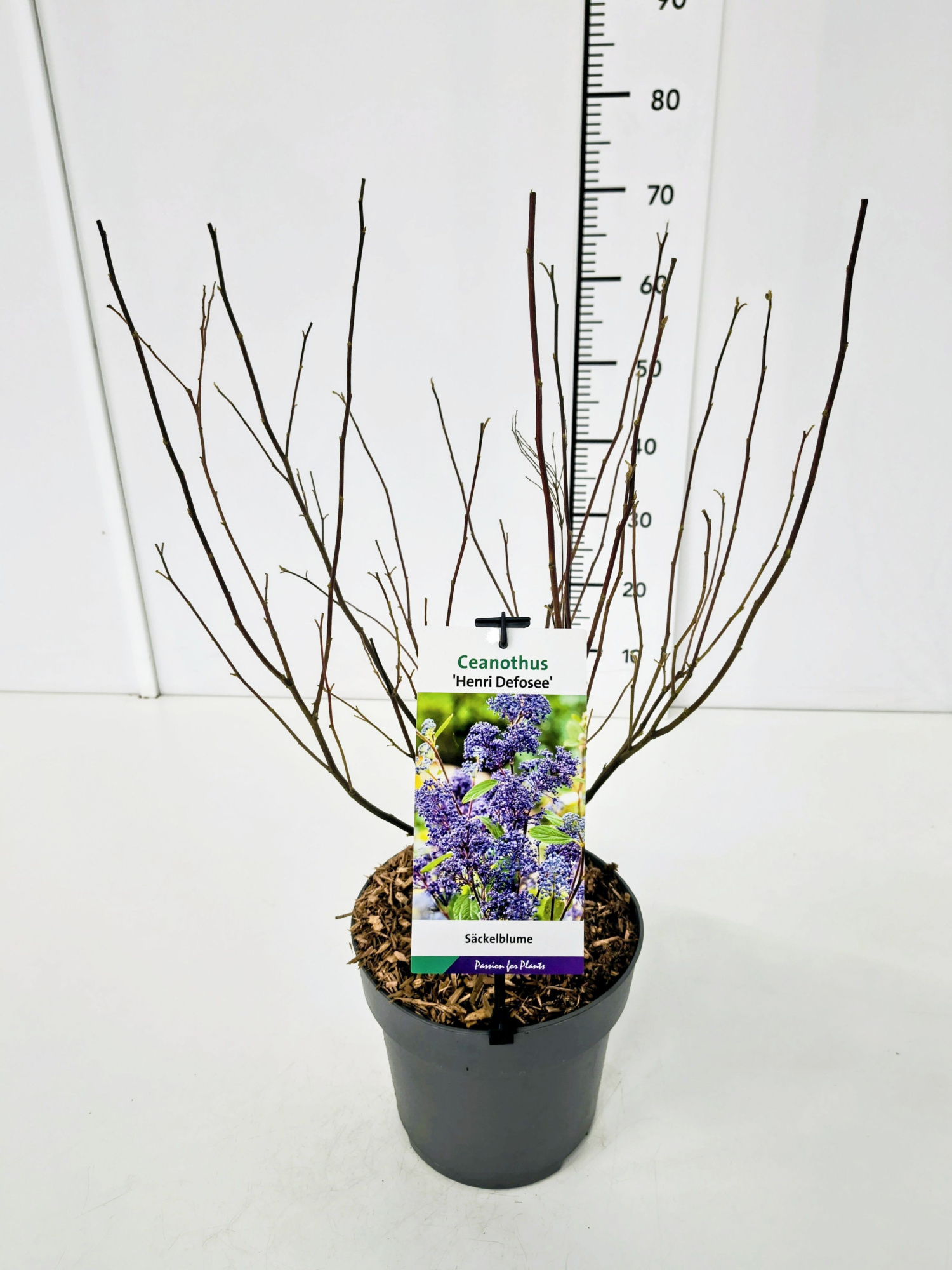 Ceanothus del. 'Henri Défossé' 40-50C5, D 23