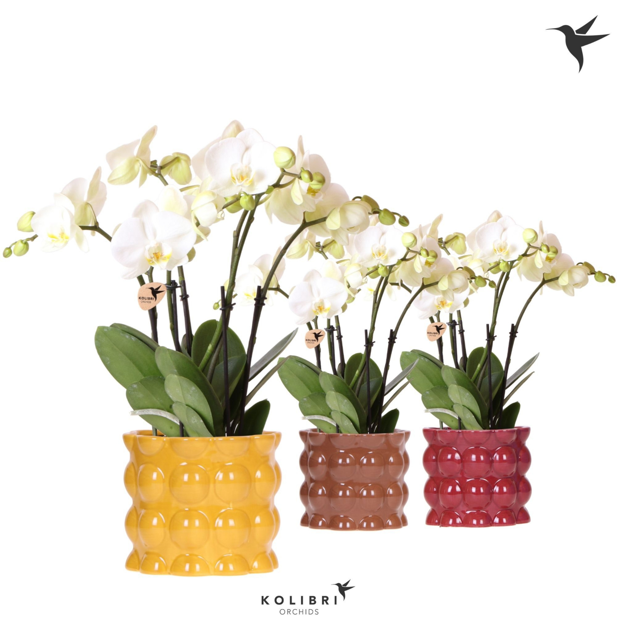 Kolibri Orchids Phalaenopsis Jewel Ghent 4 spike in Cotton pot yellow mix, D 12