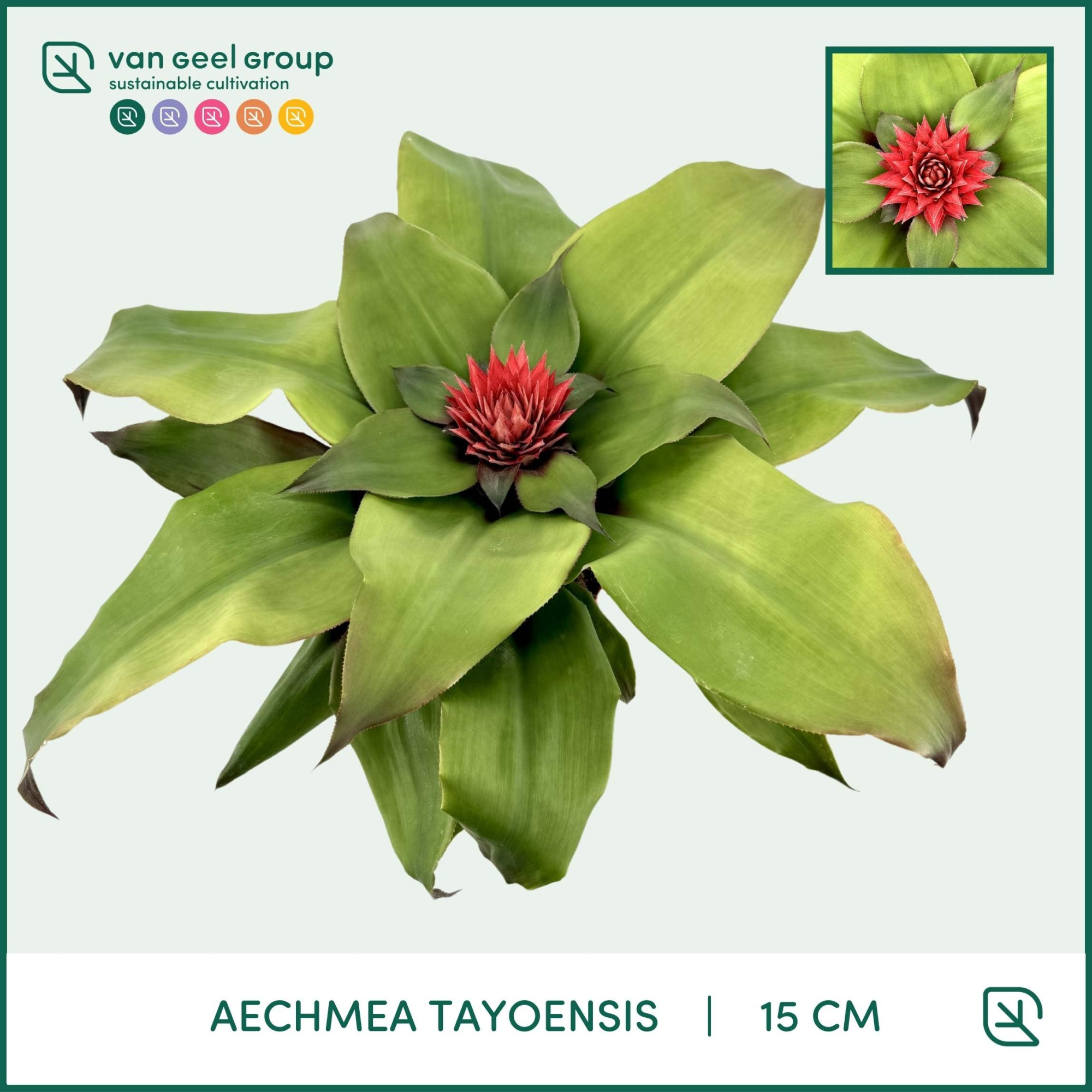 Aechmea Tayoensis, D 15 cm