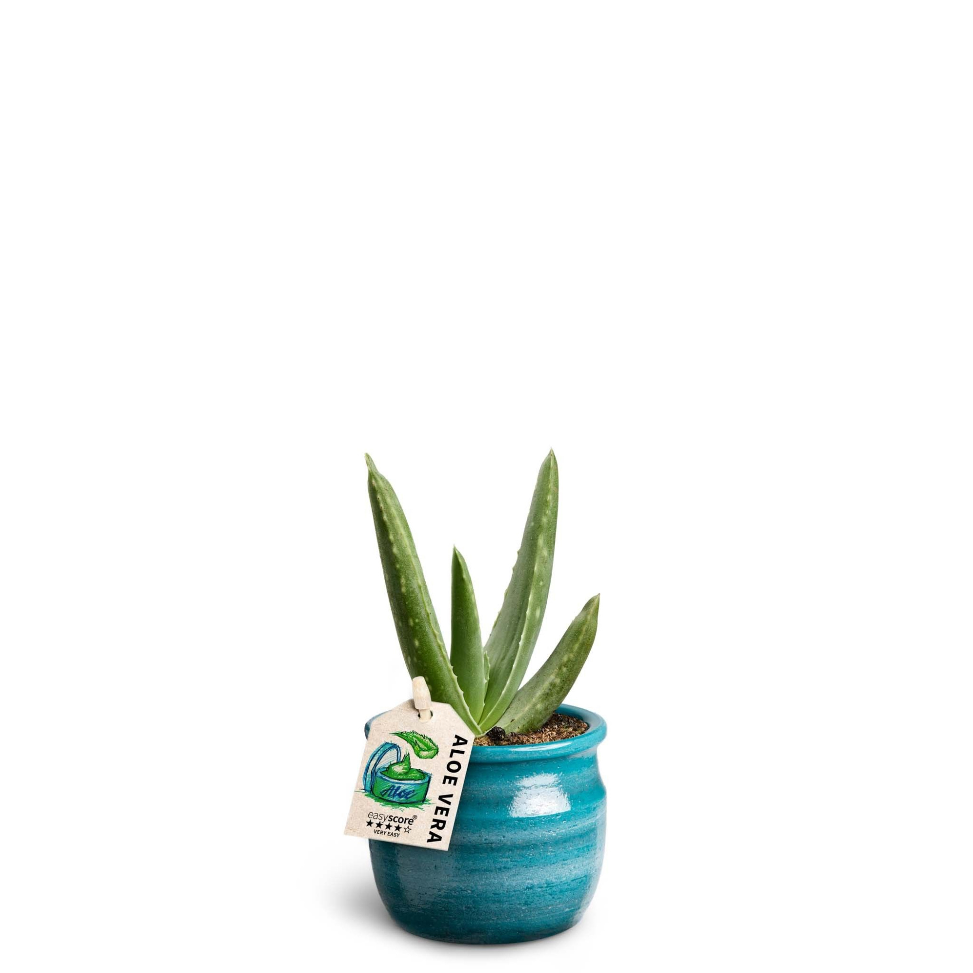Maceta Teal, Aloe Vera, D 7 cm