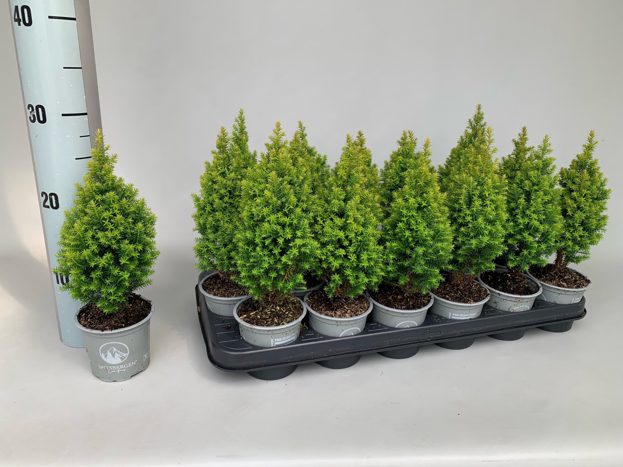 Chamaecyparis Thyoides Spitsbergen P9, D 9 cm