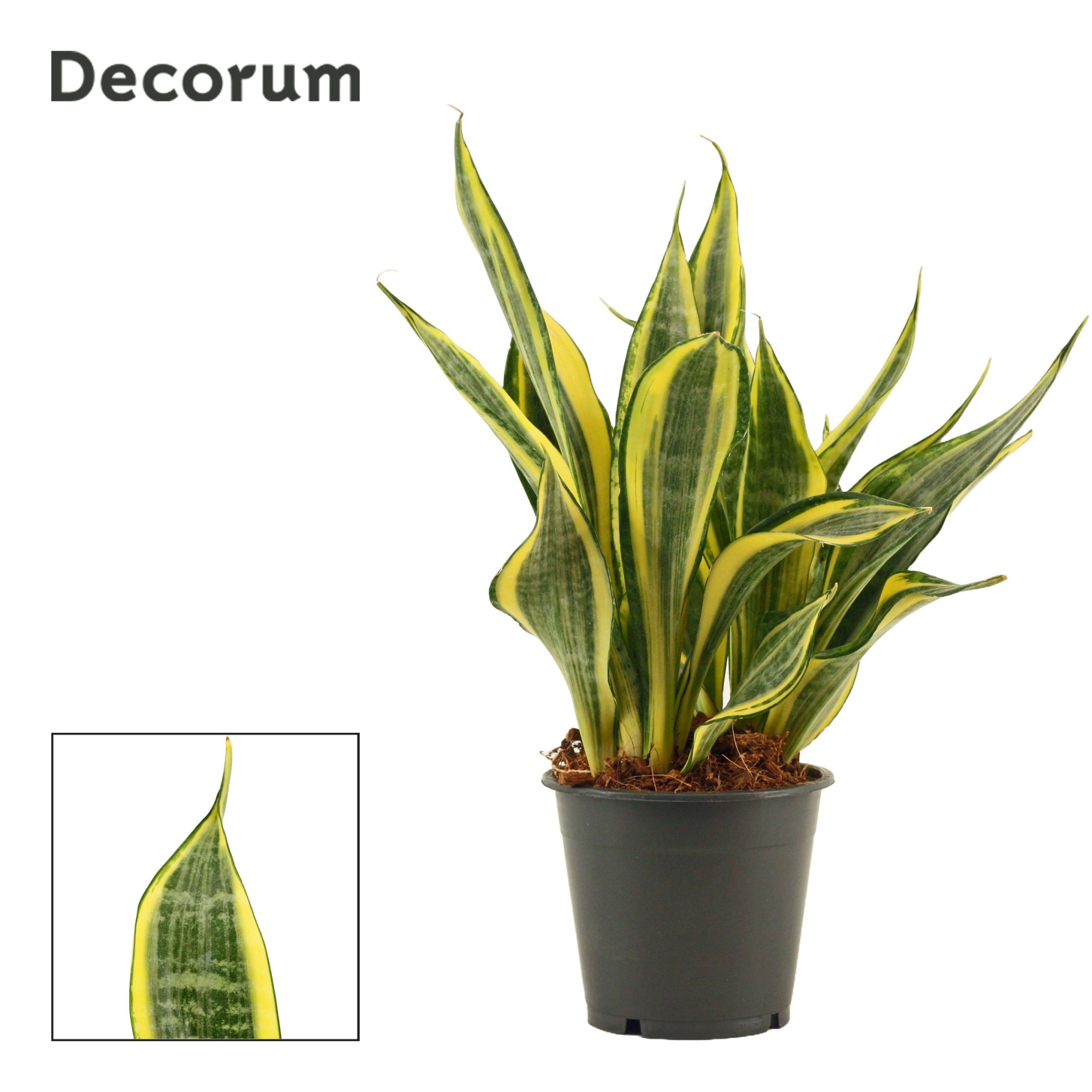 Sansevieria Hi Color 12 cm (Decorum), D 12 cm
