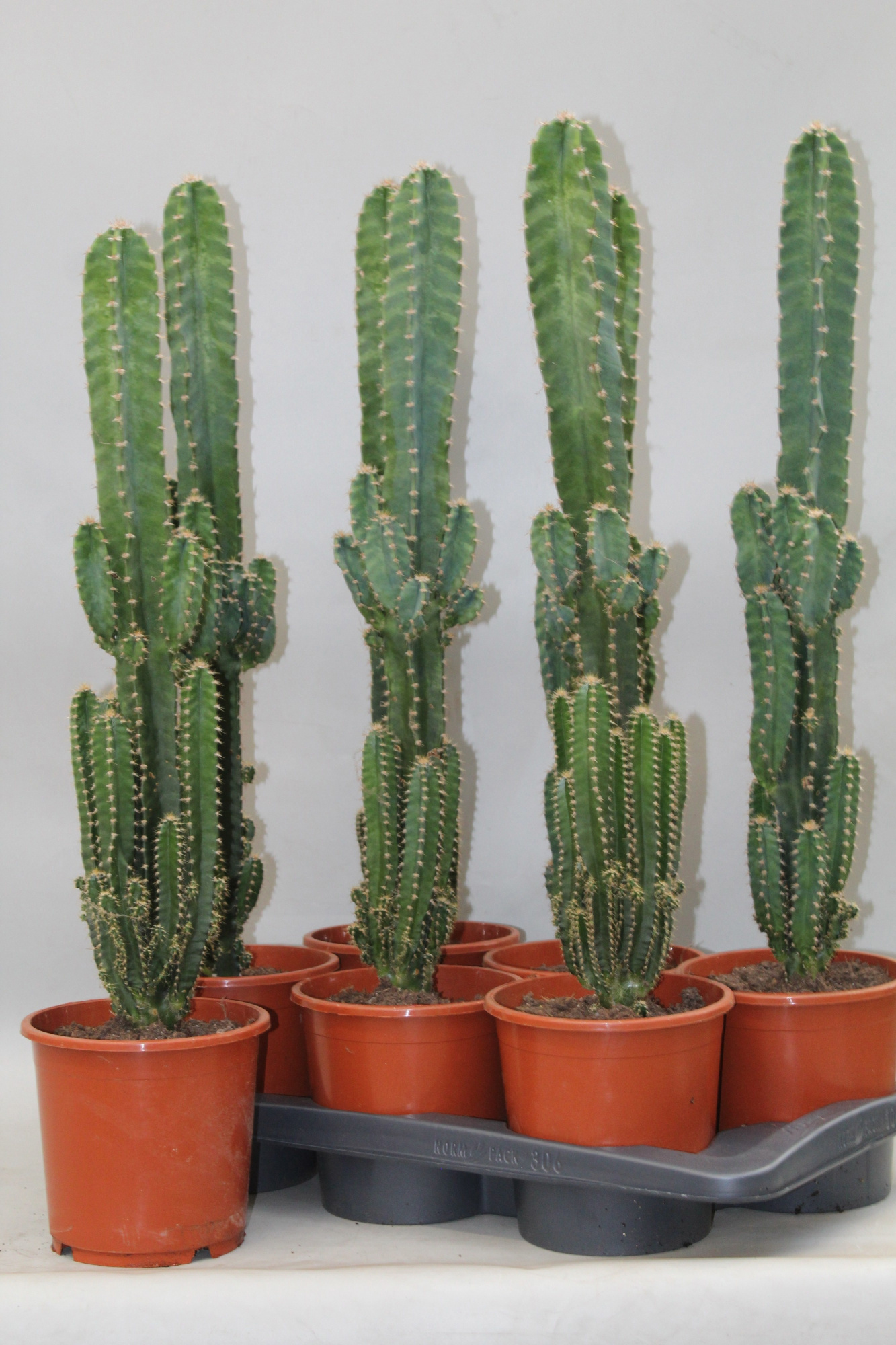 Cereus Florida, D 17 cm