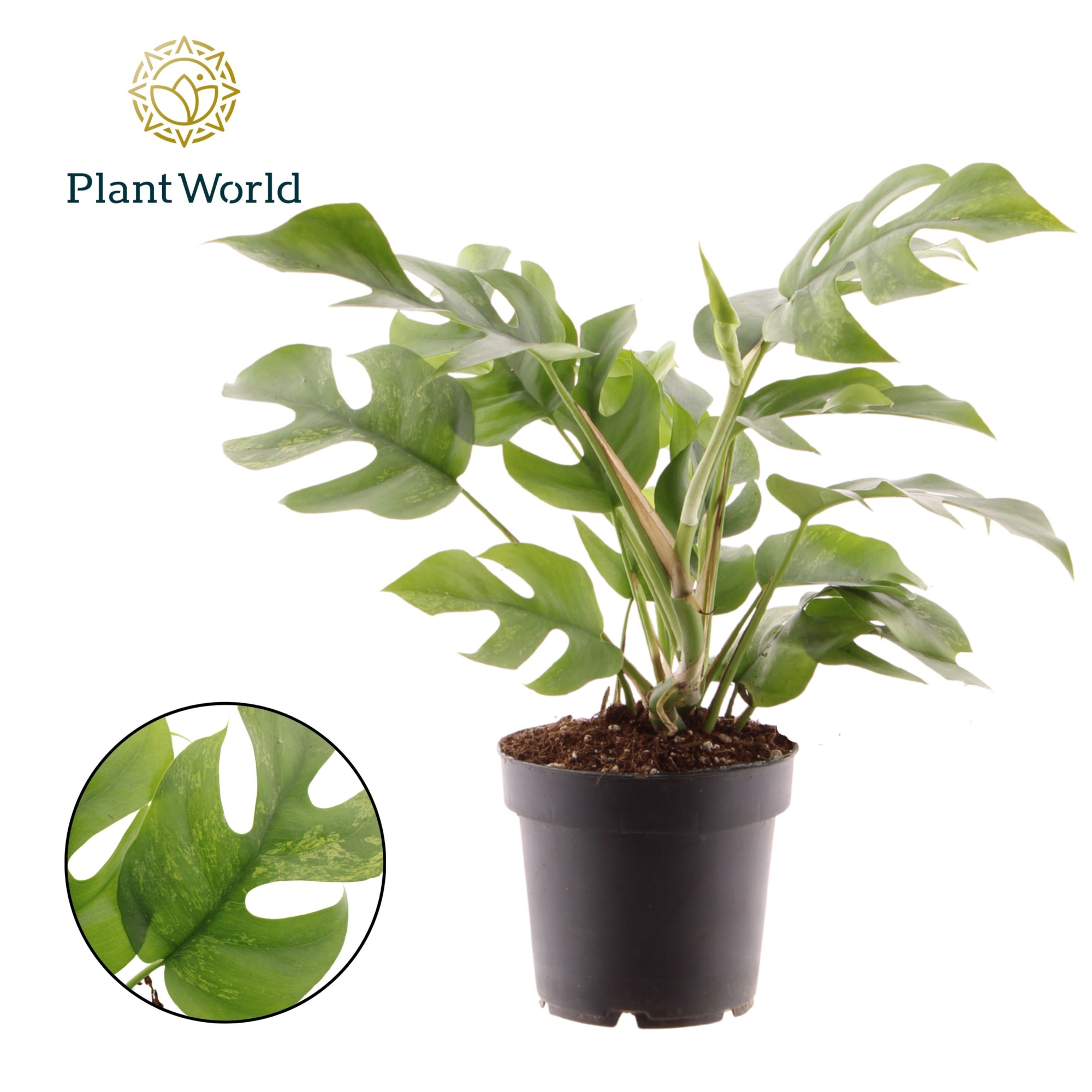 Rhaphidophora Tetrasperma Marmer p14, D 15