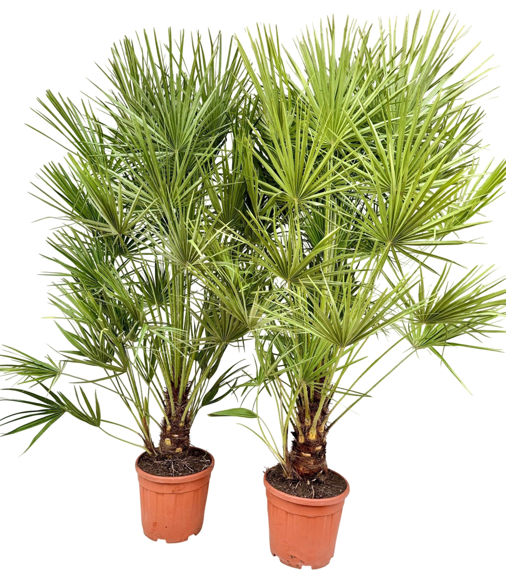 Chamaerops humilis P30, D 30