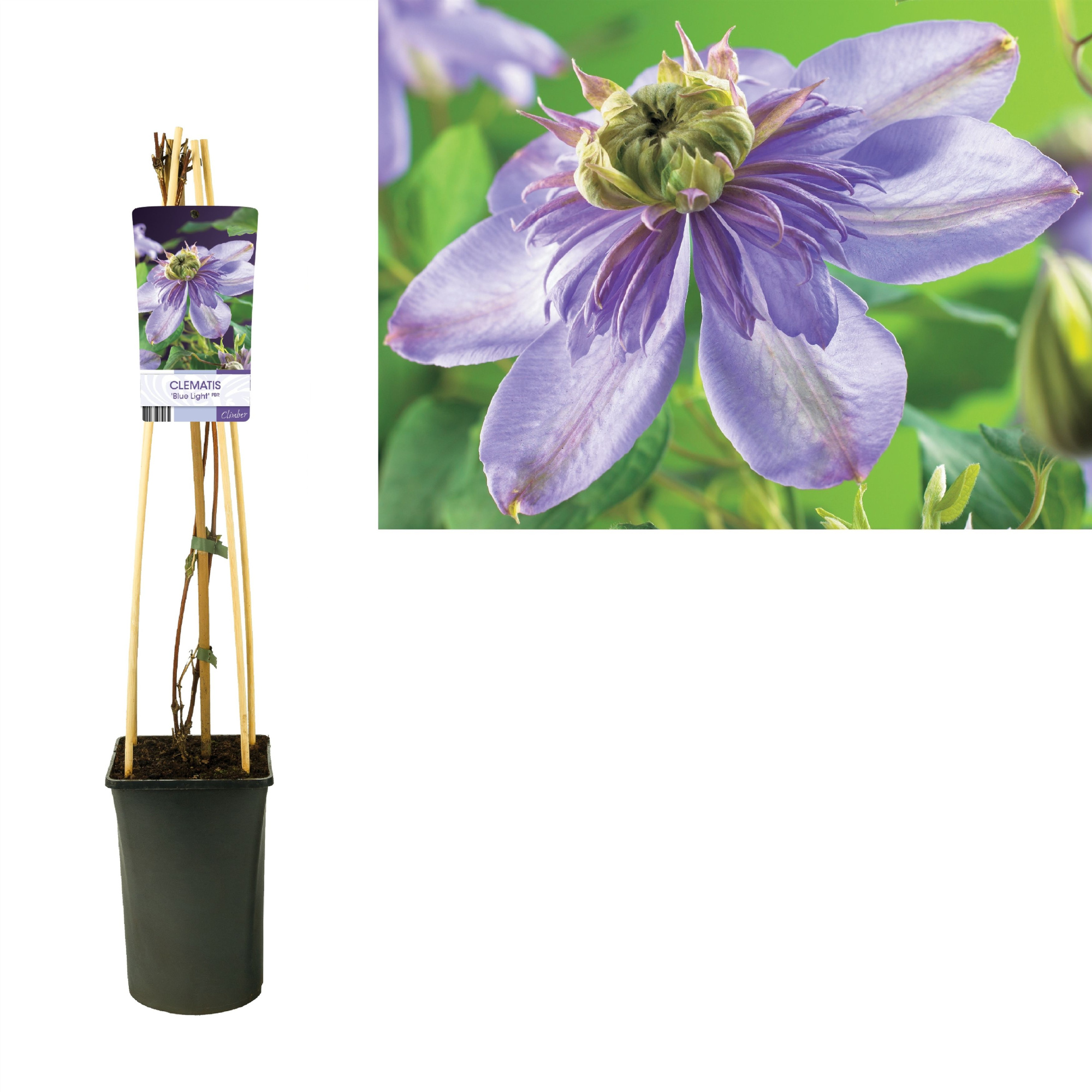 Clematis 'Blue Light' PBR +light label, D 17 cm