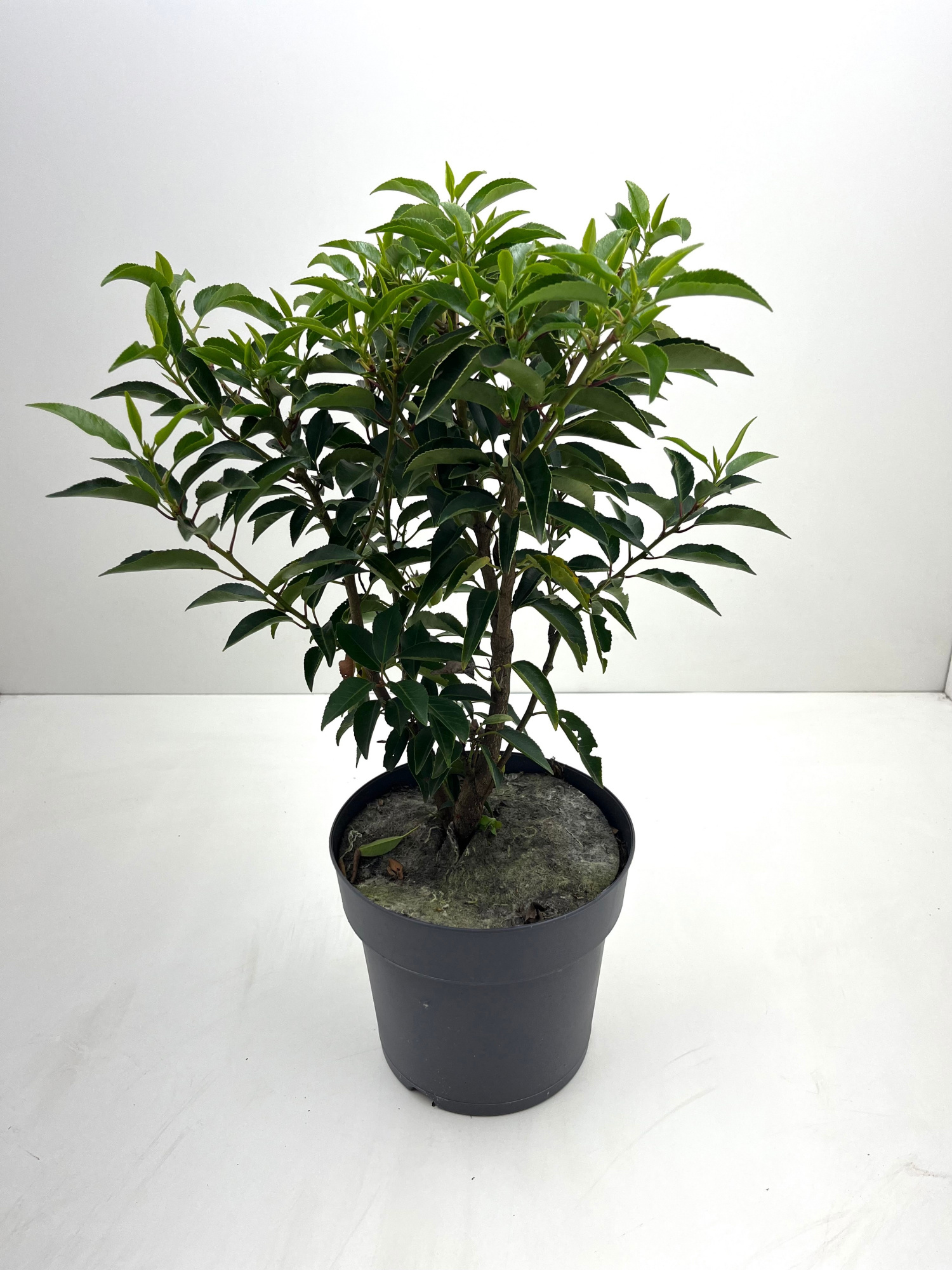 Prunus Portugese Laurier, D 19 cm