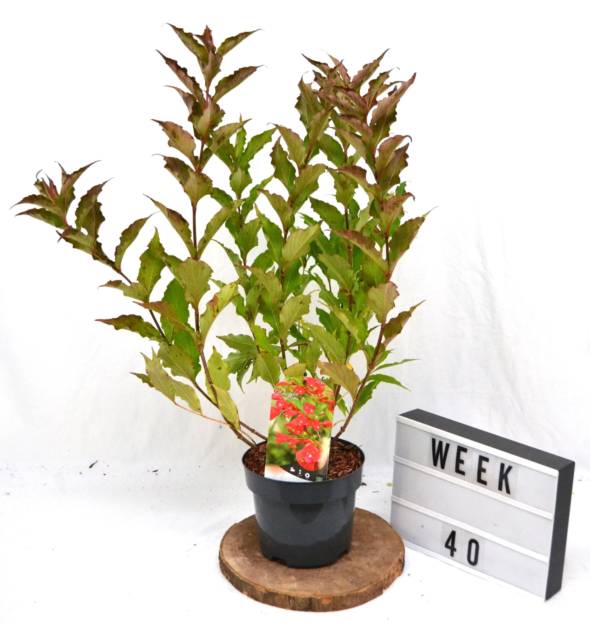 Weigela 'Red Prince' C3, D 19 cm