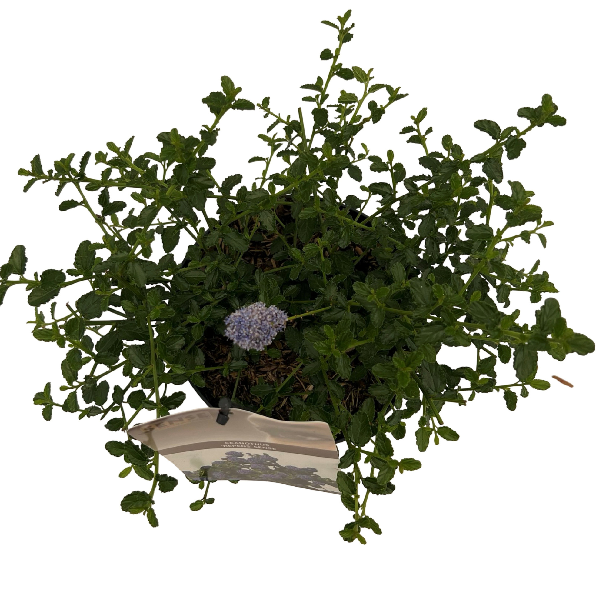Ceanothus thursiflorus var. 'Repens' sense, D 17 cm