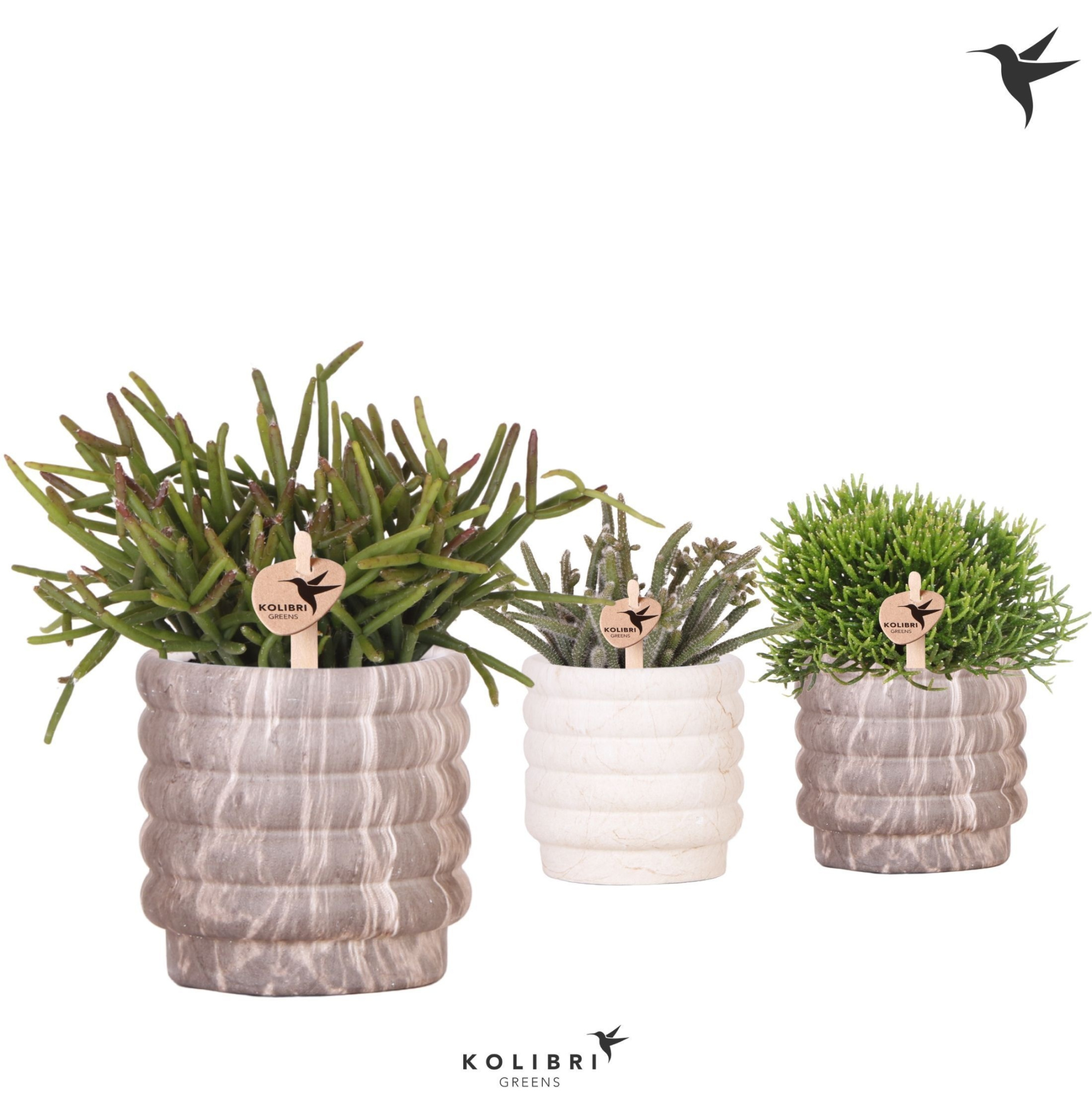 Kolibri Greens Rhipsalis mix in Marble pot mix, D 9 cm