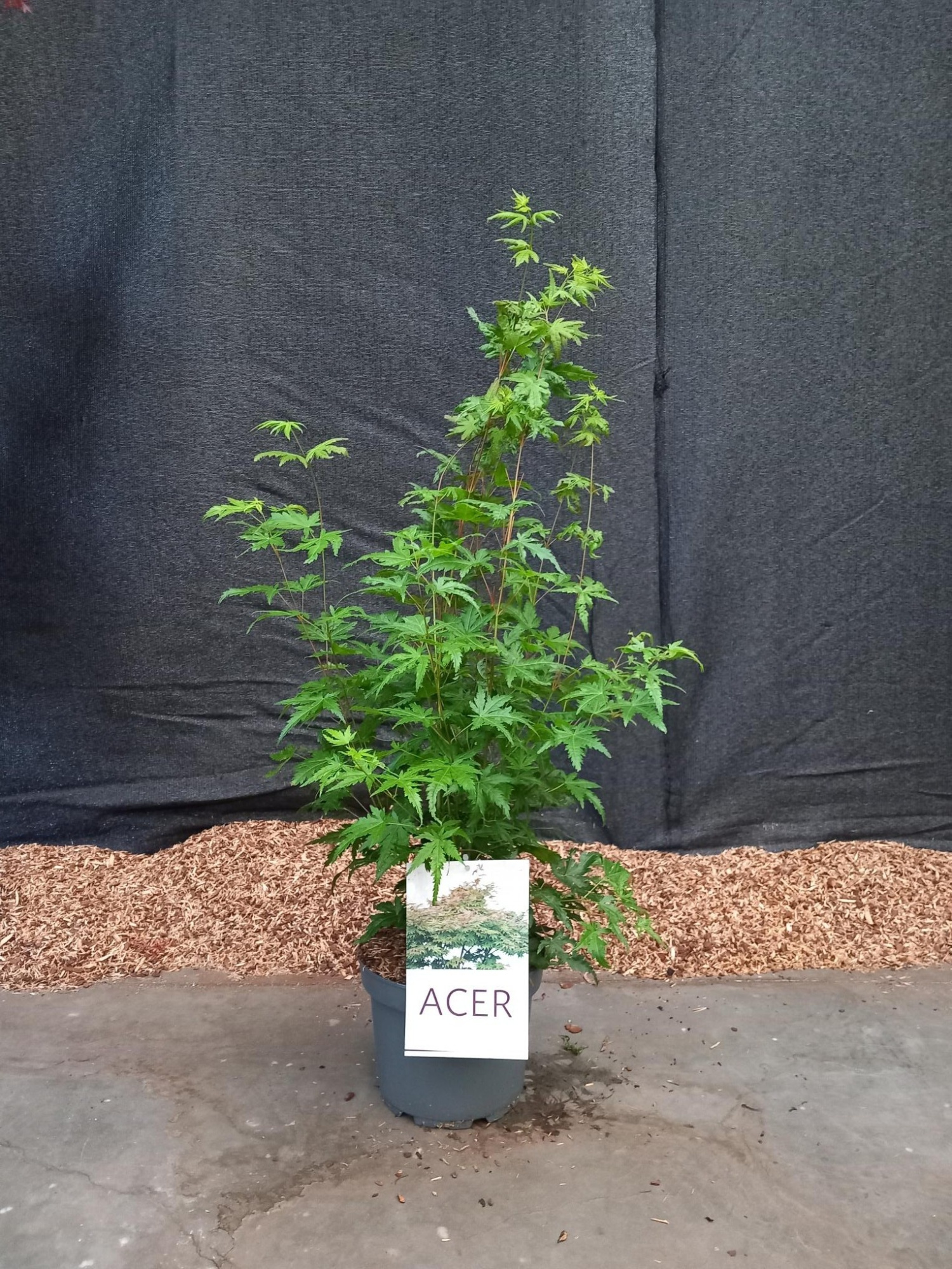 Acer palmatum, D 21 cm