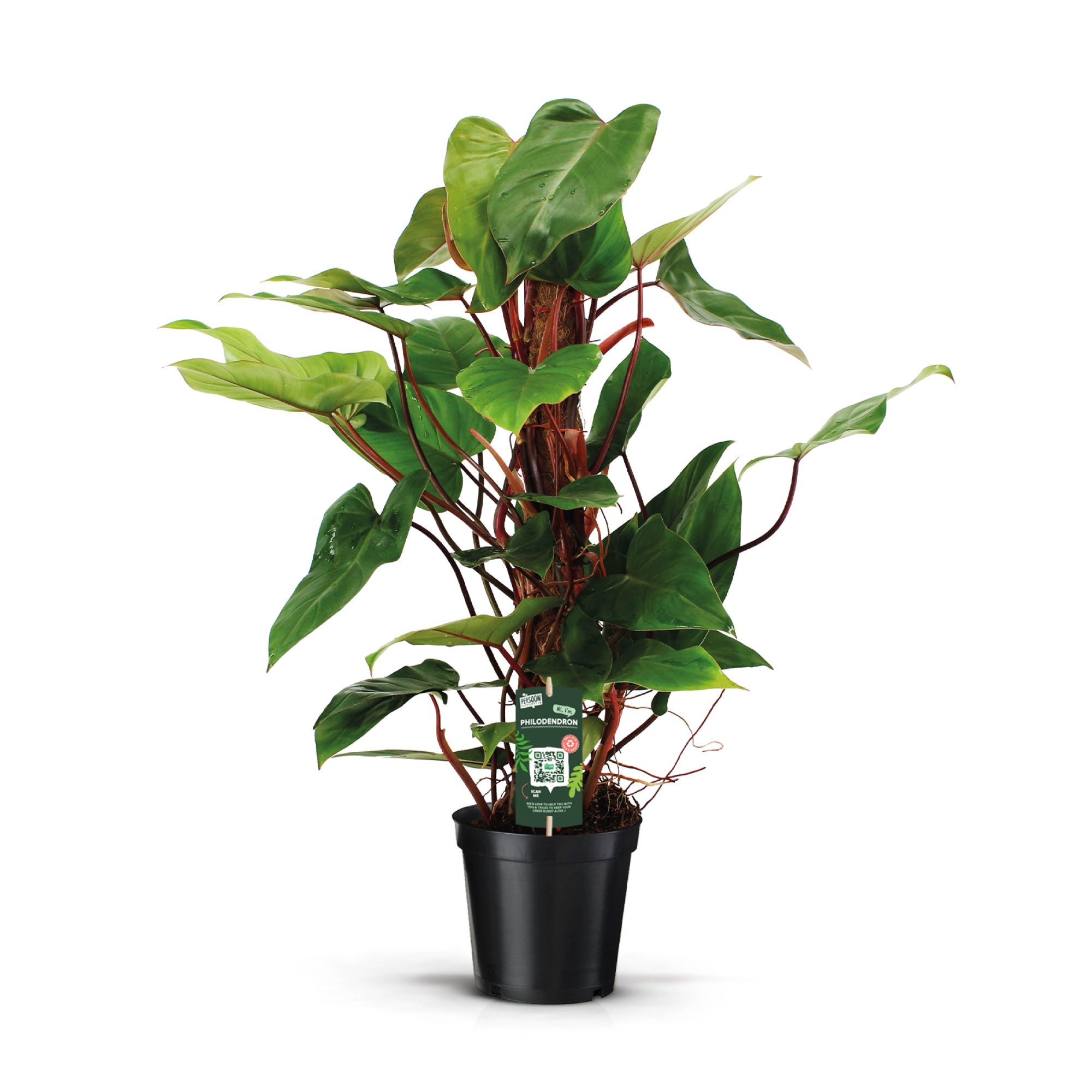 Philodendron Red Emerald 80mos, D 19 cm