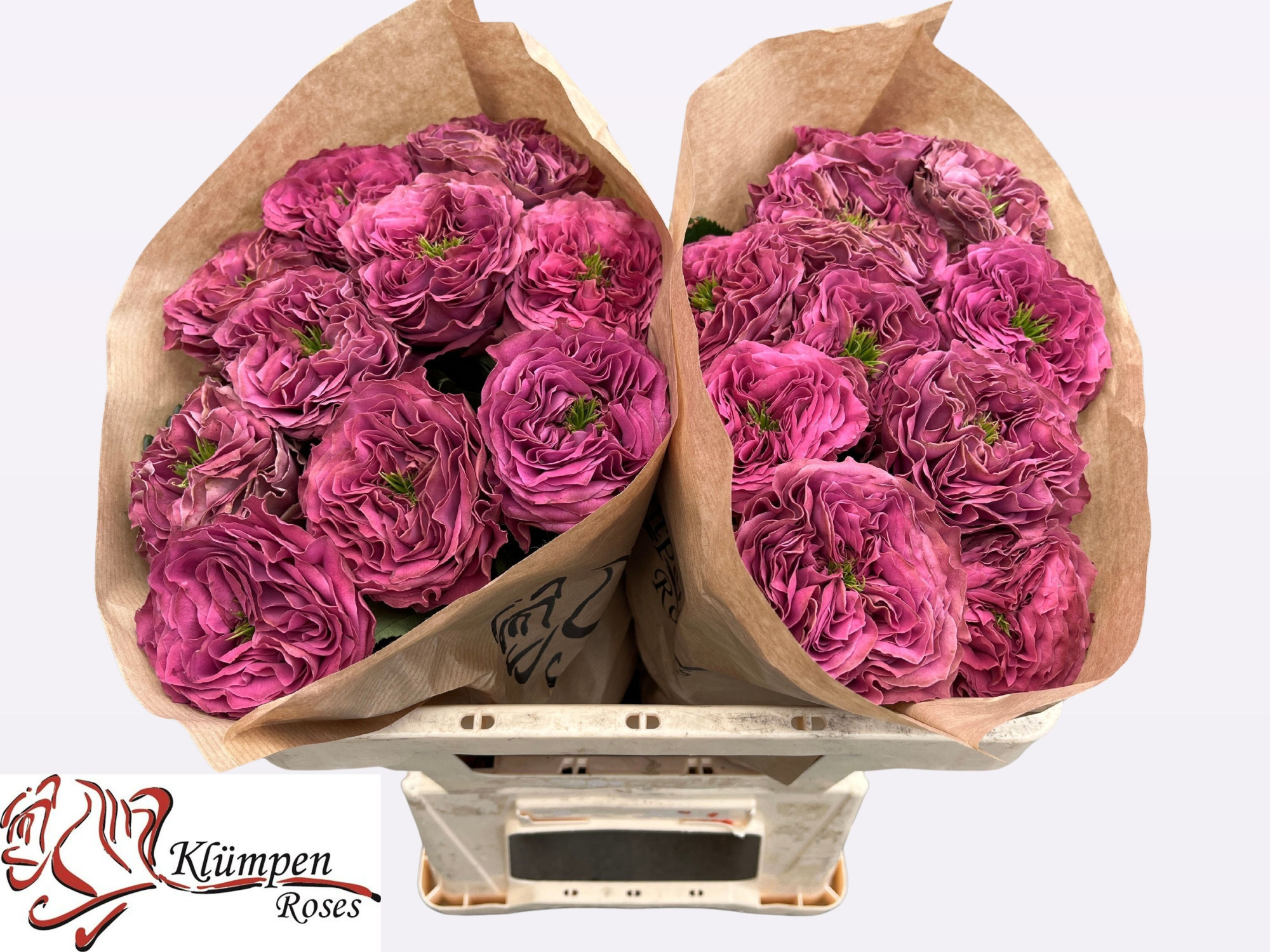 Роза од. Перпл Делайт 50 (бордо), шт.