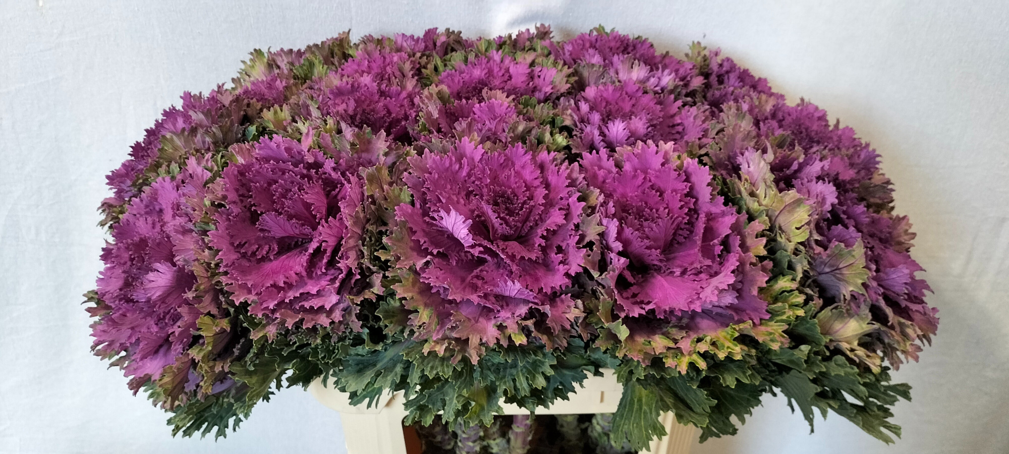 Брассика Альтаир 70, шт.