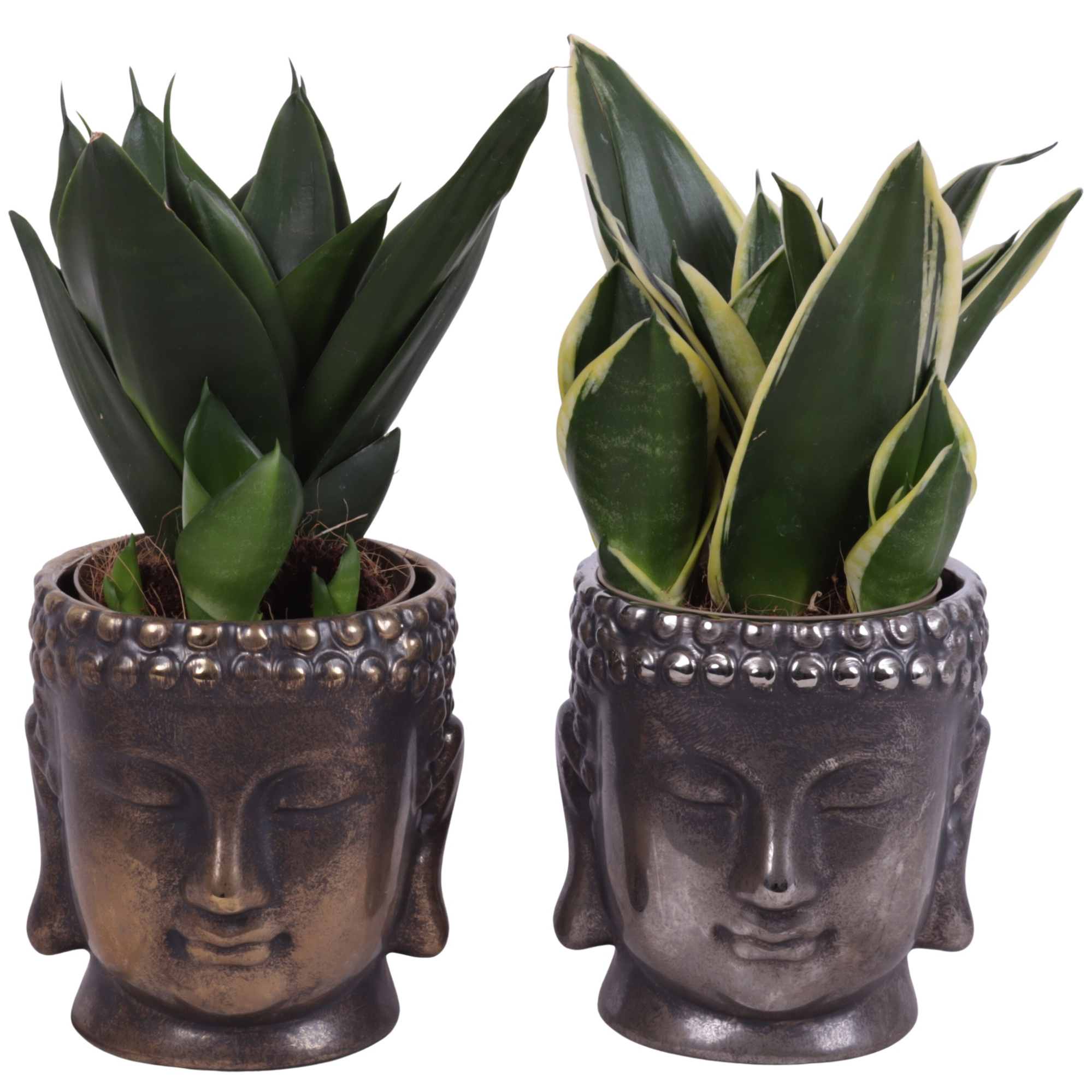 Sansevieria Compacta mix Ø09cm in Ceramic Buddha Gold/Silv Ø12cm, D 12
