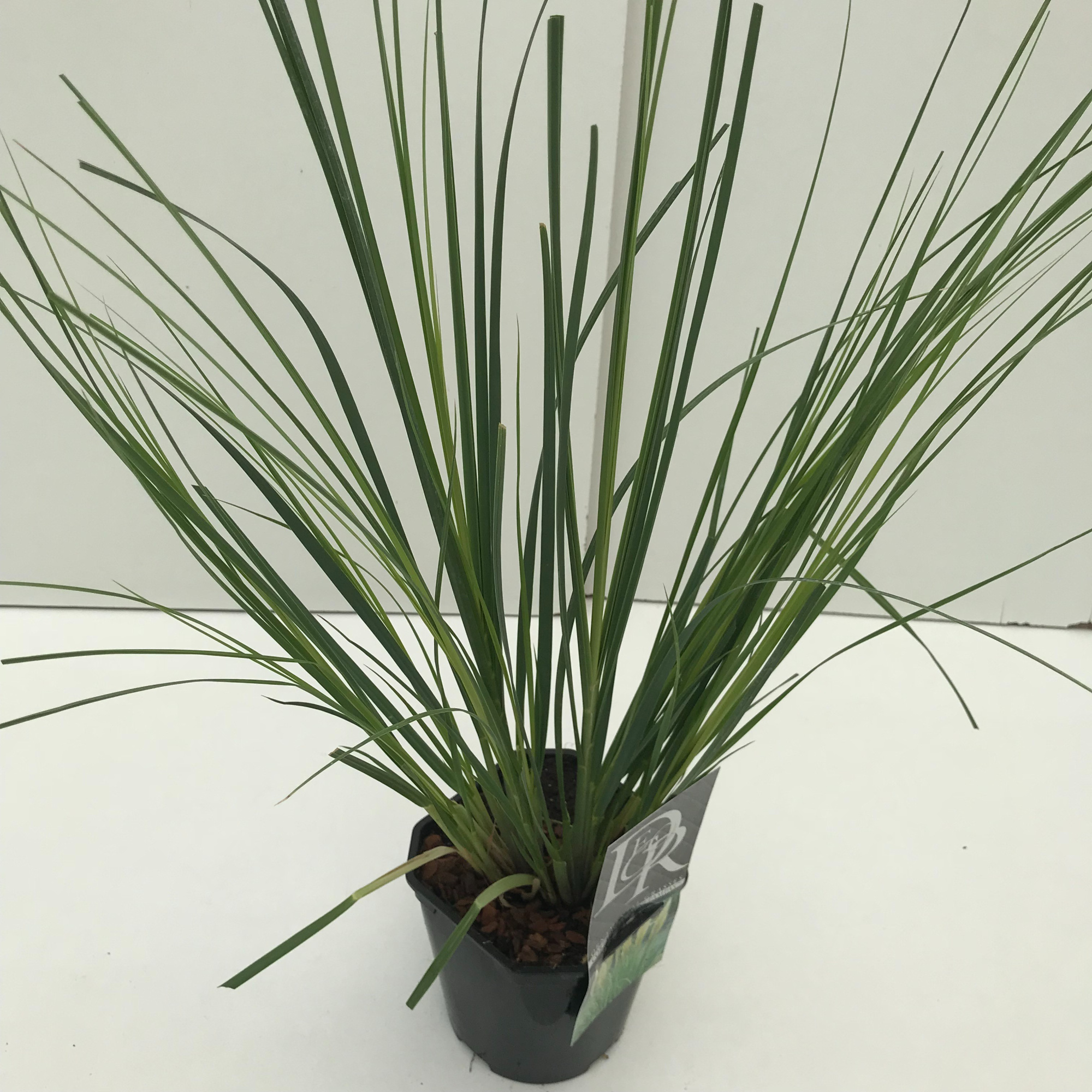 Cortaderia sell. 'Mini Pampas', D 17 cm