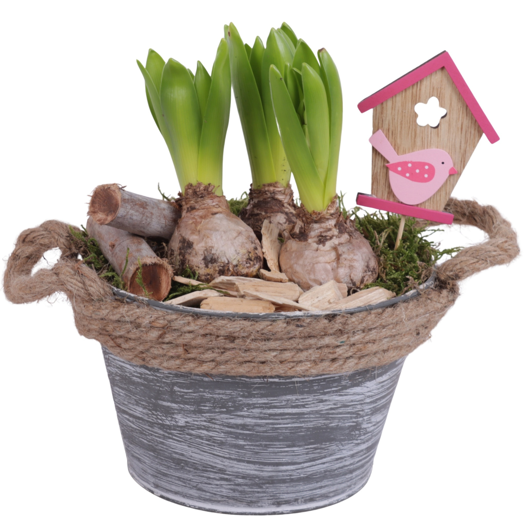 Bulbs Arr. Hyacint Zinc Pot Round Rope Ø17cm 3PP, D 17
