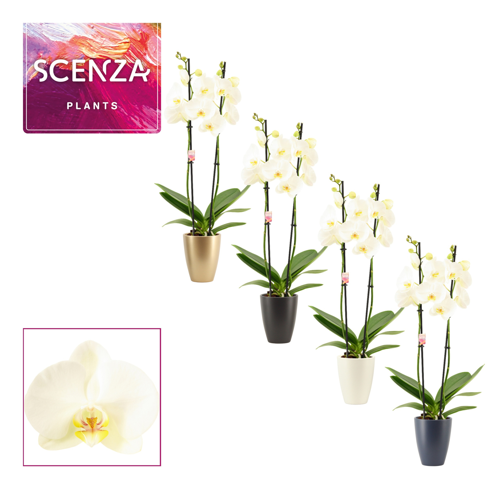 Phalaenopsis 2 tak 14+ wit in Carly (Neo architect-collection), D 12