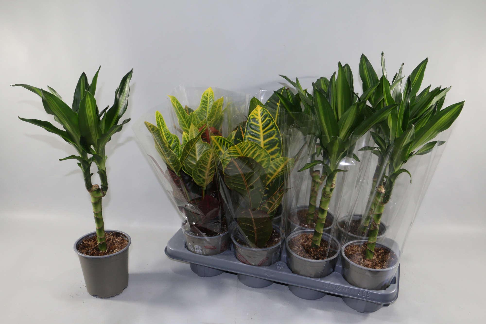GroenMix Croton 2S +Dracaena Cintho, D 13