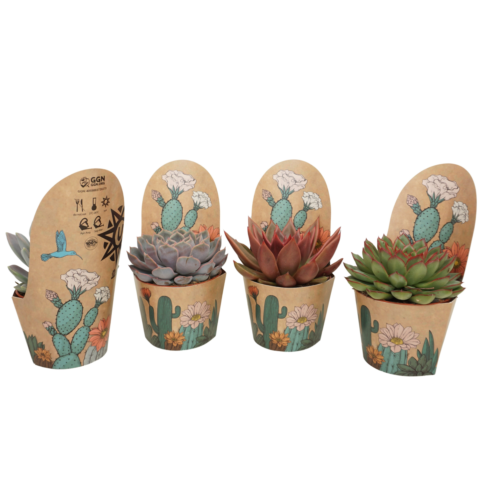 Echeveria mix 10,5 cm in Ubink potcover, D 10,5 cm