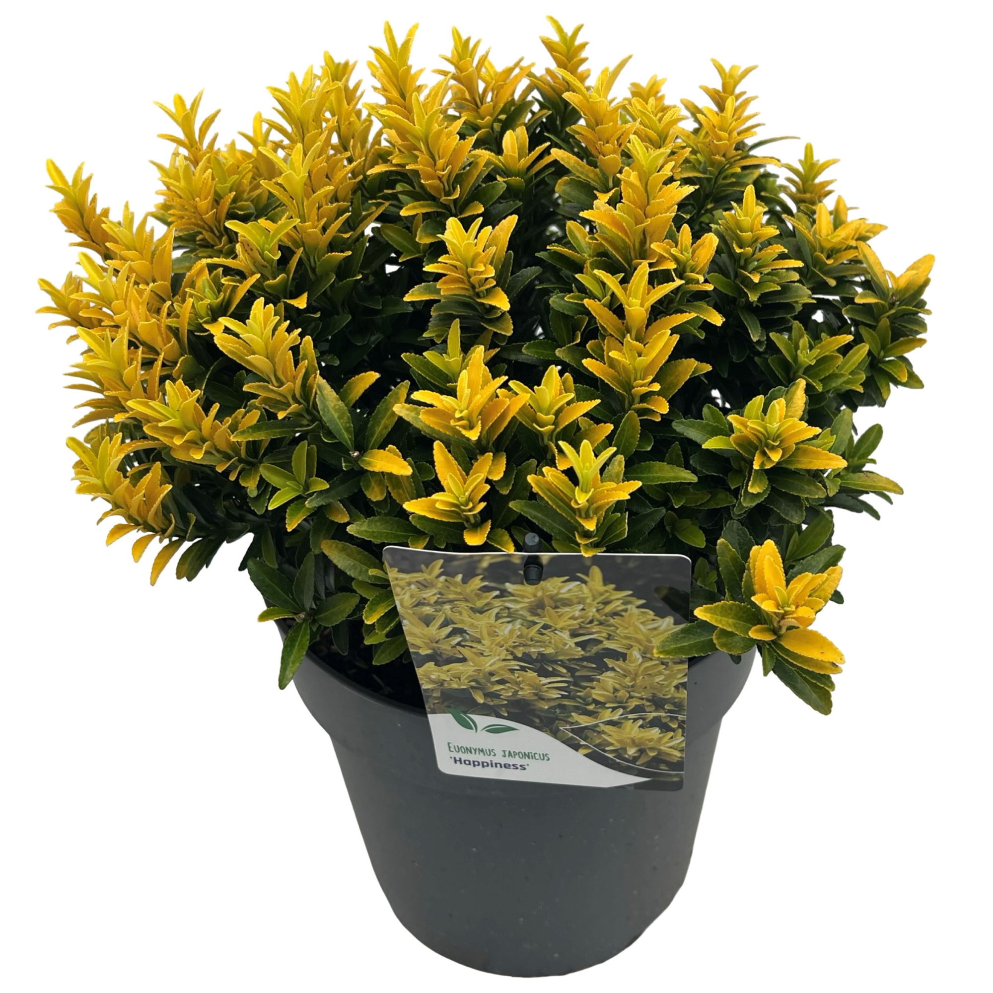 Euonymus jap. 'Happiness', D 23 cm