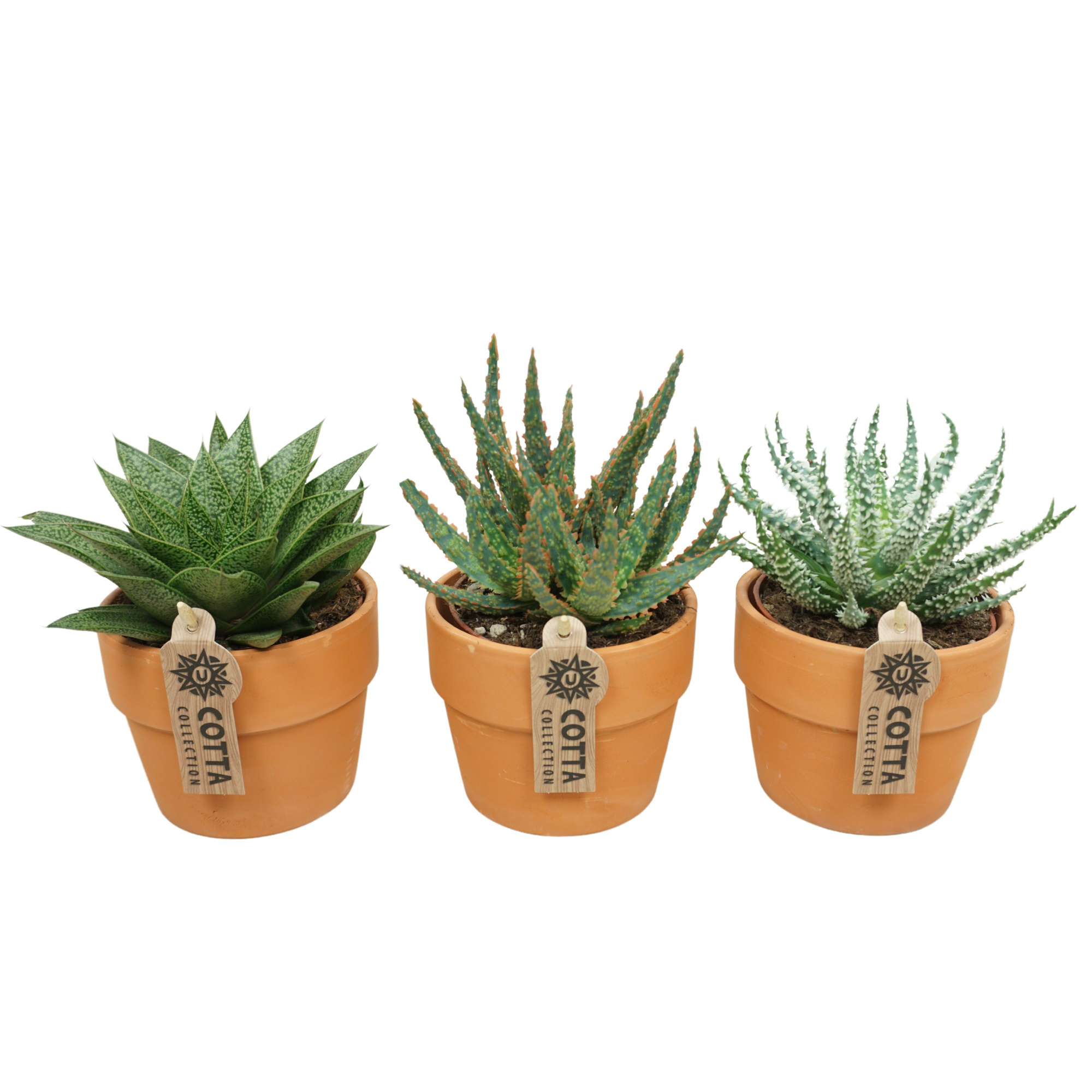 Aloë-Haworthia mix in 12 cm 'Terracotta Kraagpot', D 10,5 cm