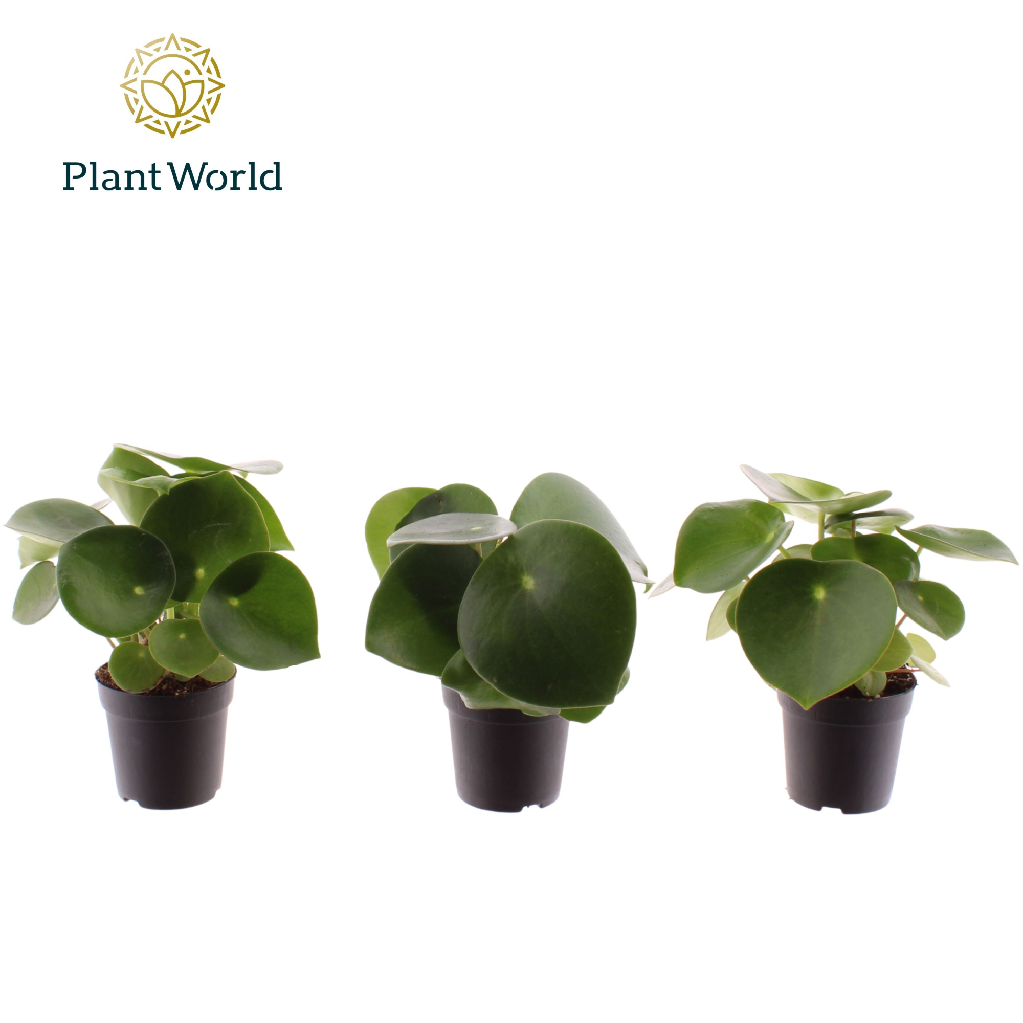 Peperomia Raindrop 7 cm, D 7 cm