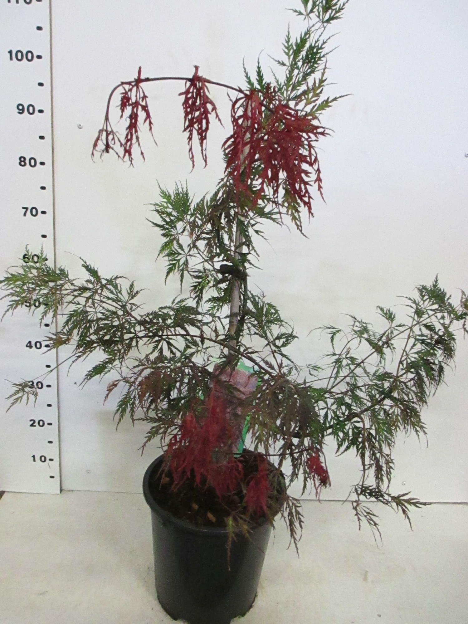 Acer palm. Inaba Shidare 40-50 P28, D 28 cm