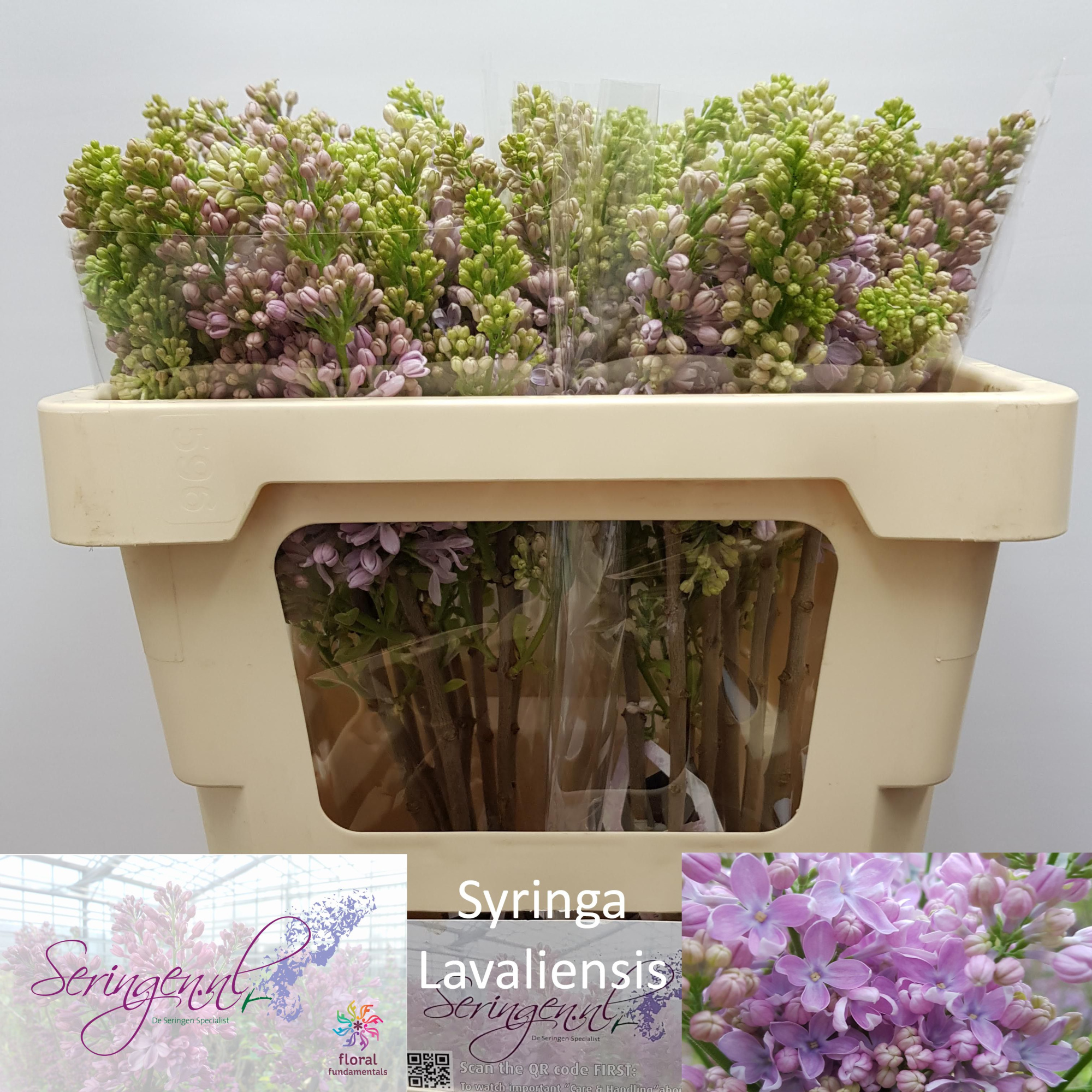 Сирень Лавалиенсис 50 (роз.), шт.