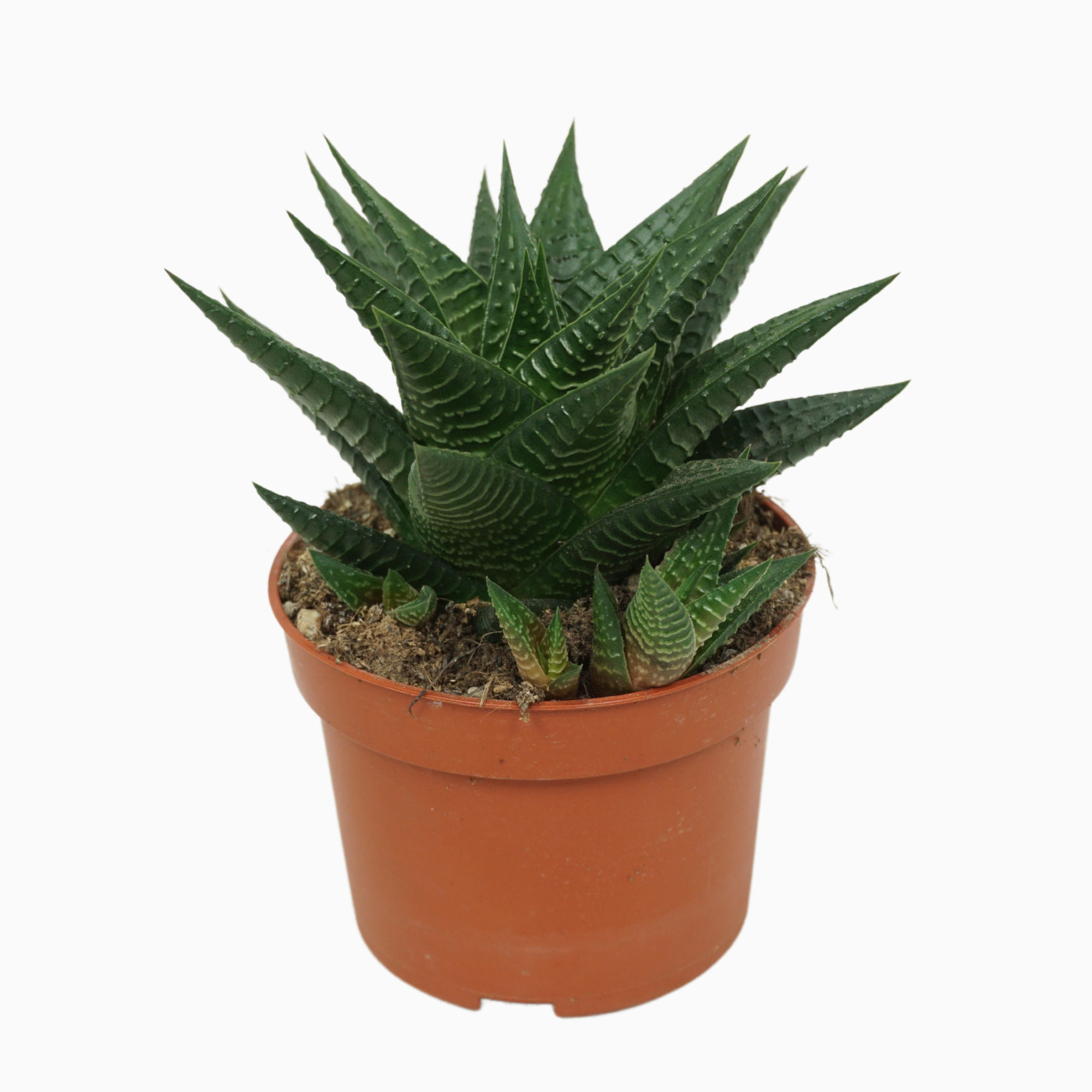 Haworthia limifolia 10,5 cm, D 10,5