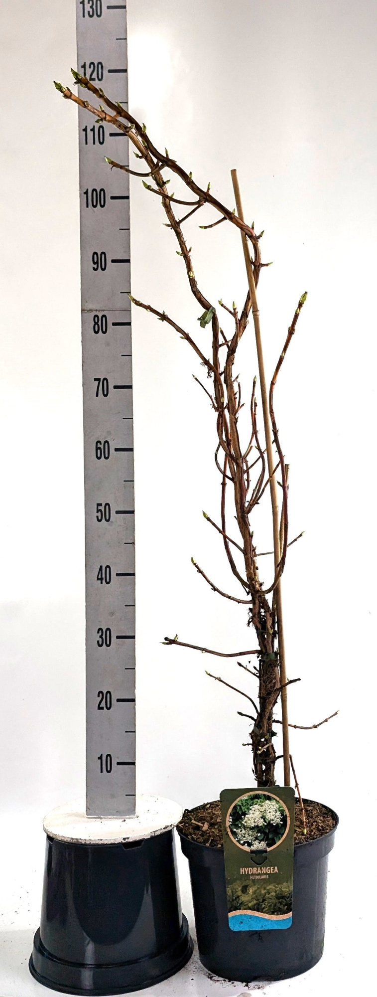 Hydrangea petiolaris 100-, D 26