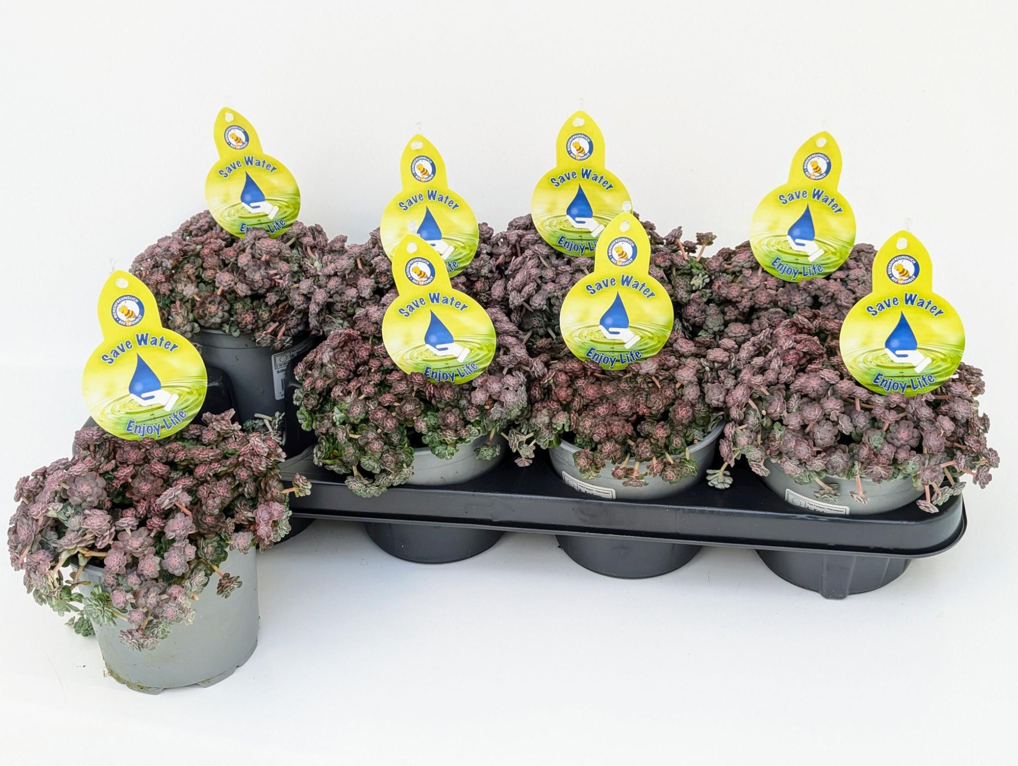 Sedum spathulifolium Cape Blanco T13, D 13 cm