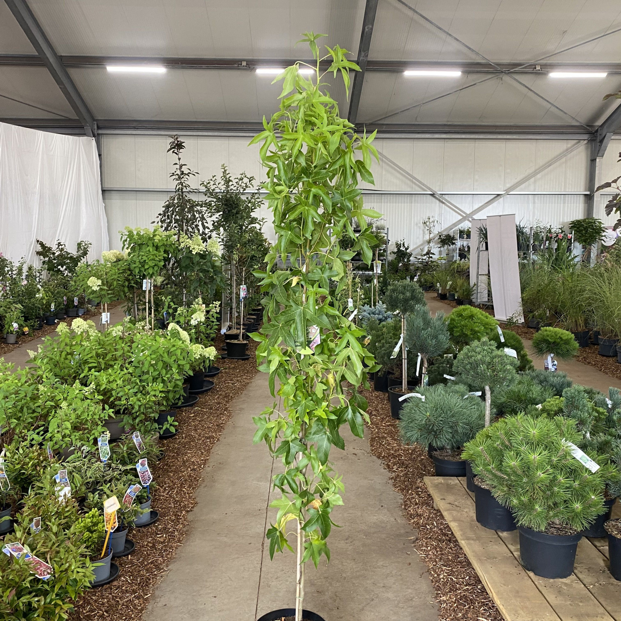 Liquidambar styr. 'Slender Silhouette' --geveerd, D 29 cm