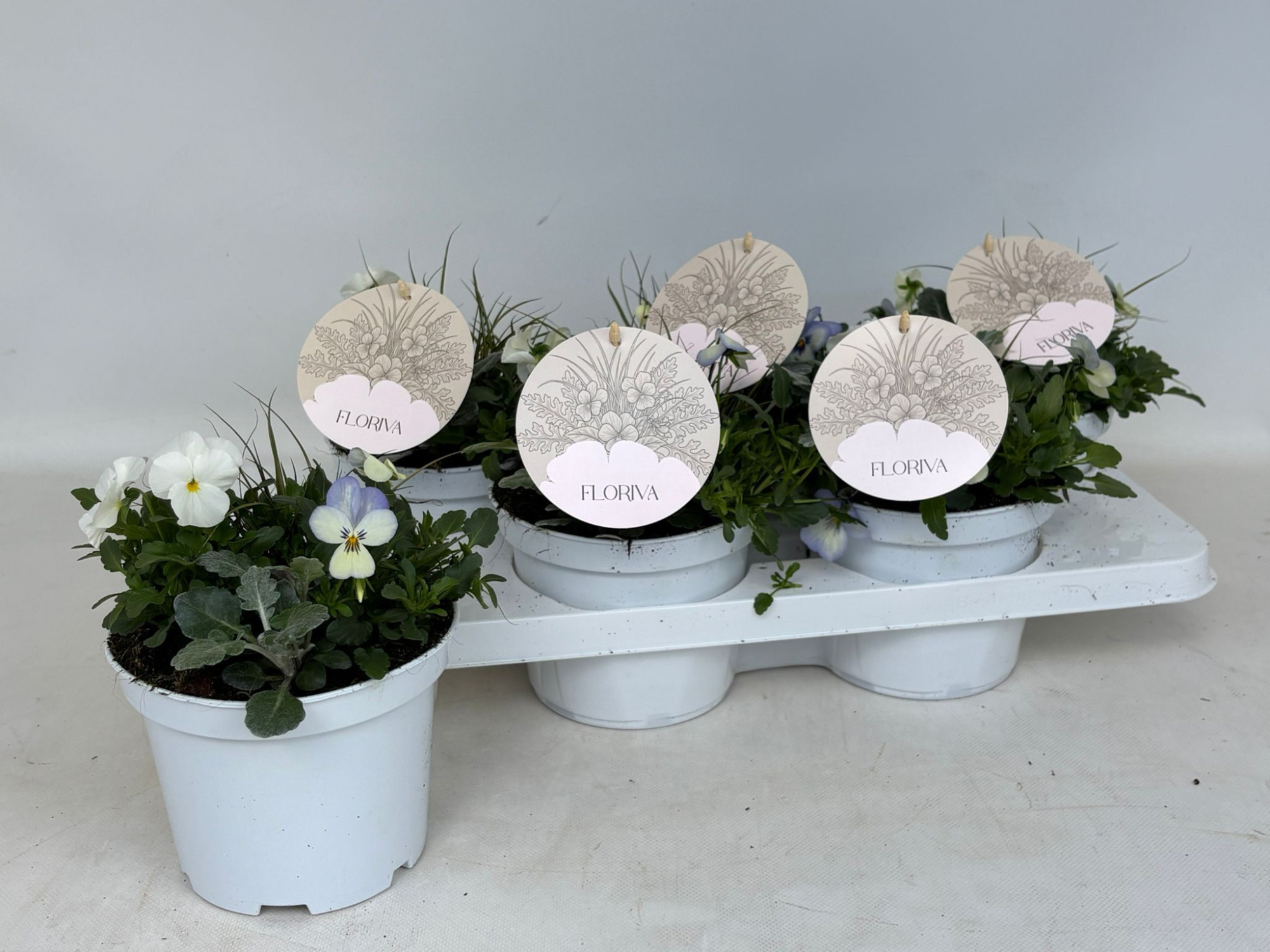 Floriva Cornuta/Grass mix White, D 15