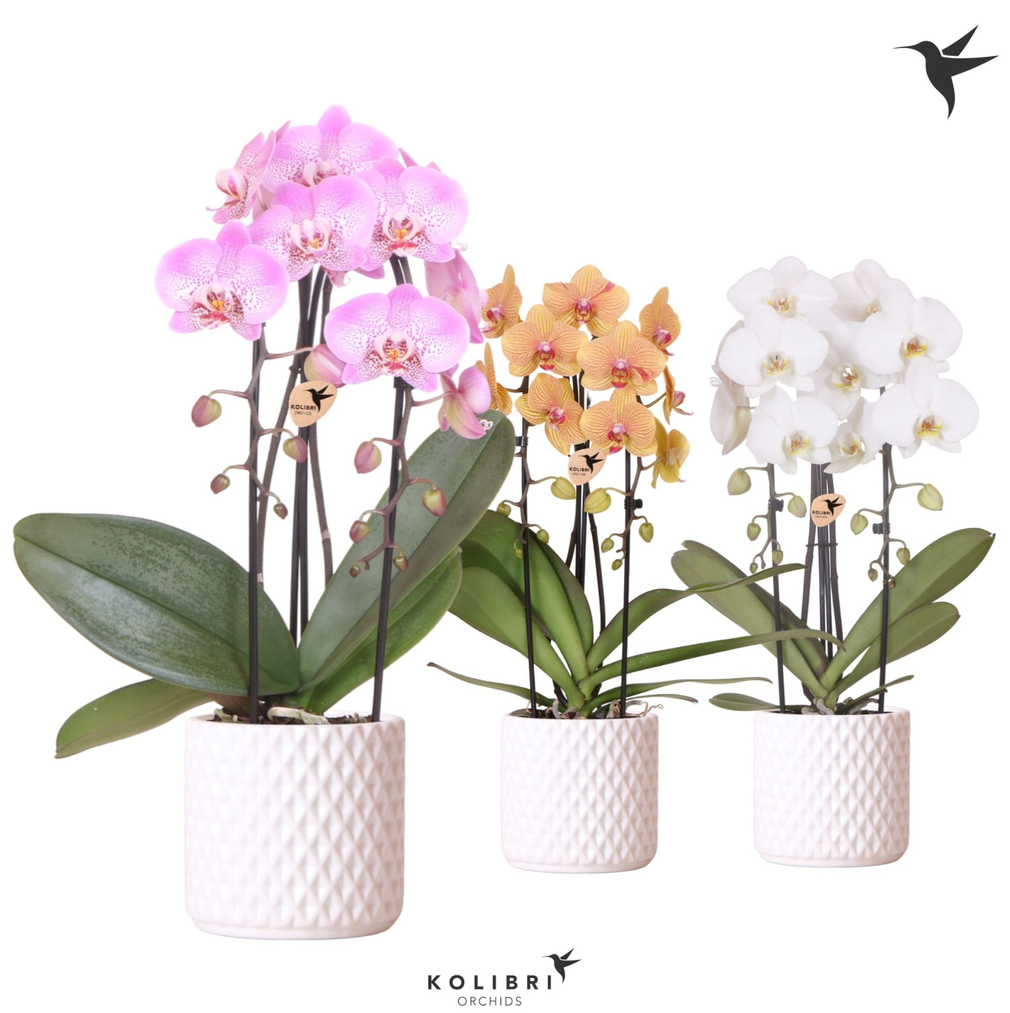 Kolibri Orchids Cascade Niagara Fall mix 2 spike in Diamond pot white, D 12 cm