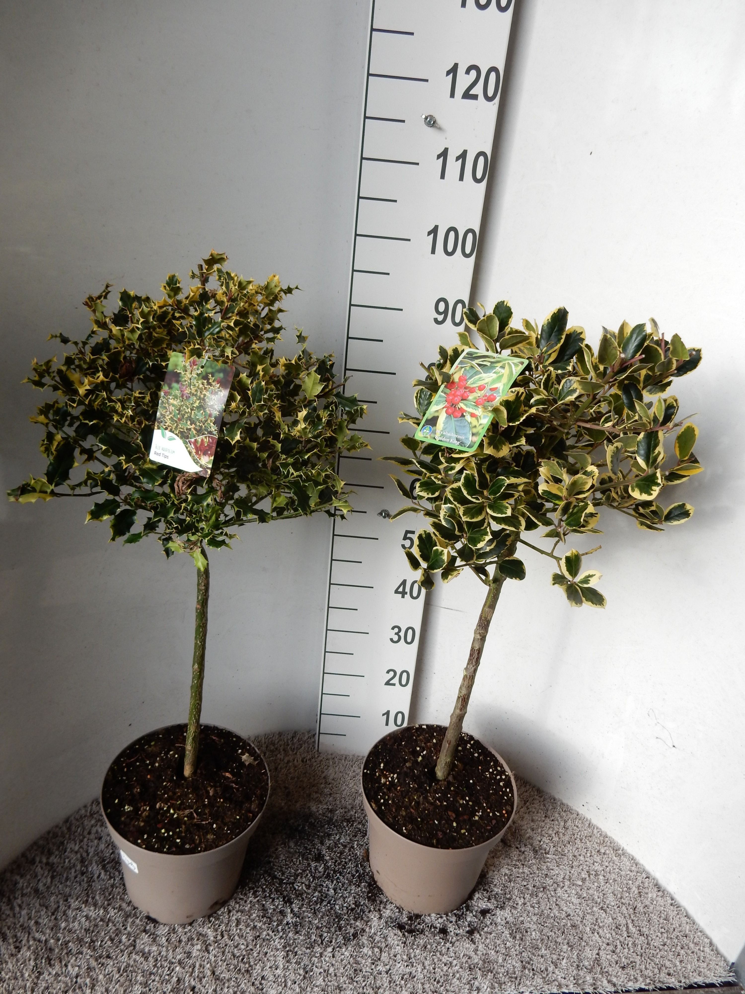 Ilex aquifolium in cultivars 60 stam kroon 25 cm P28, D 28