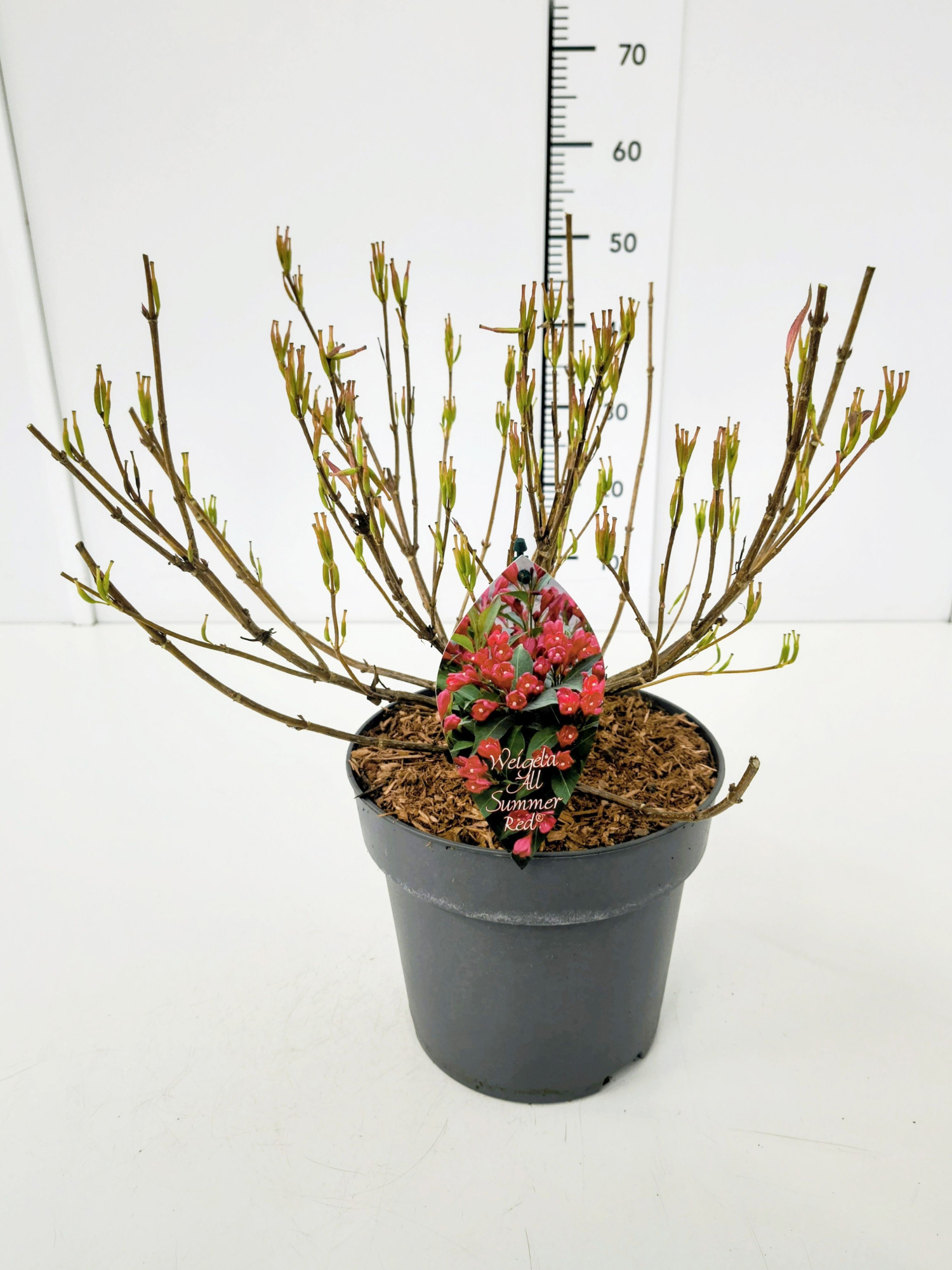 Weigela 'All Summer Red' C5, D 23