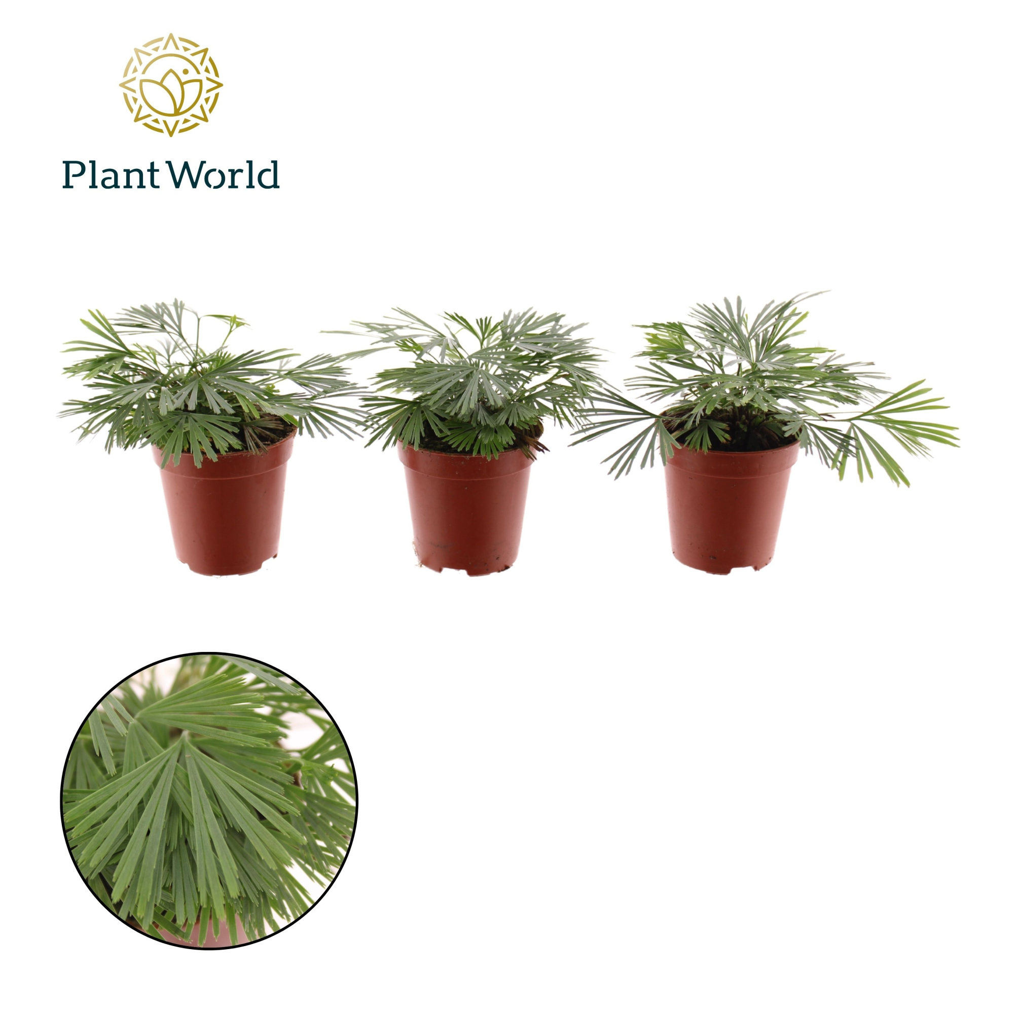 Tiny Actiniopteris australis, D 5,5 cm