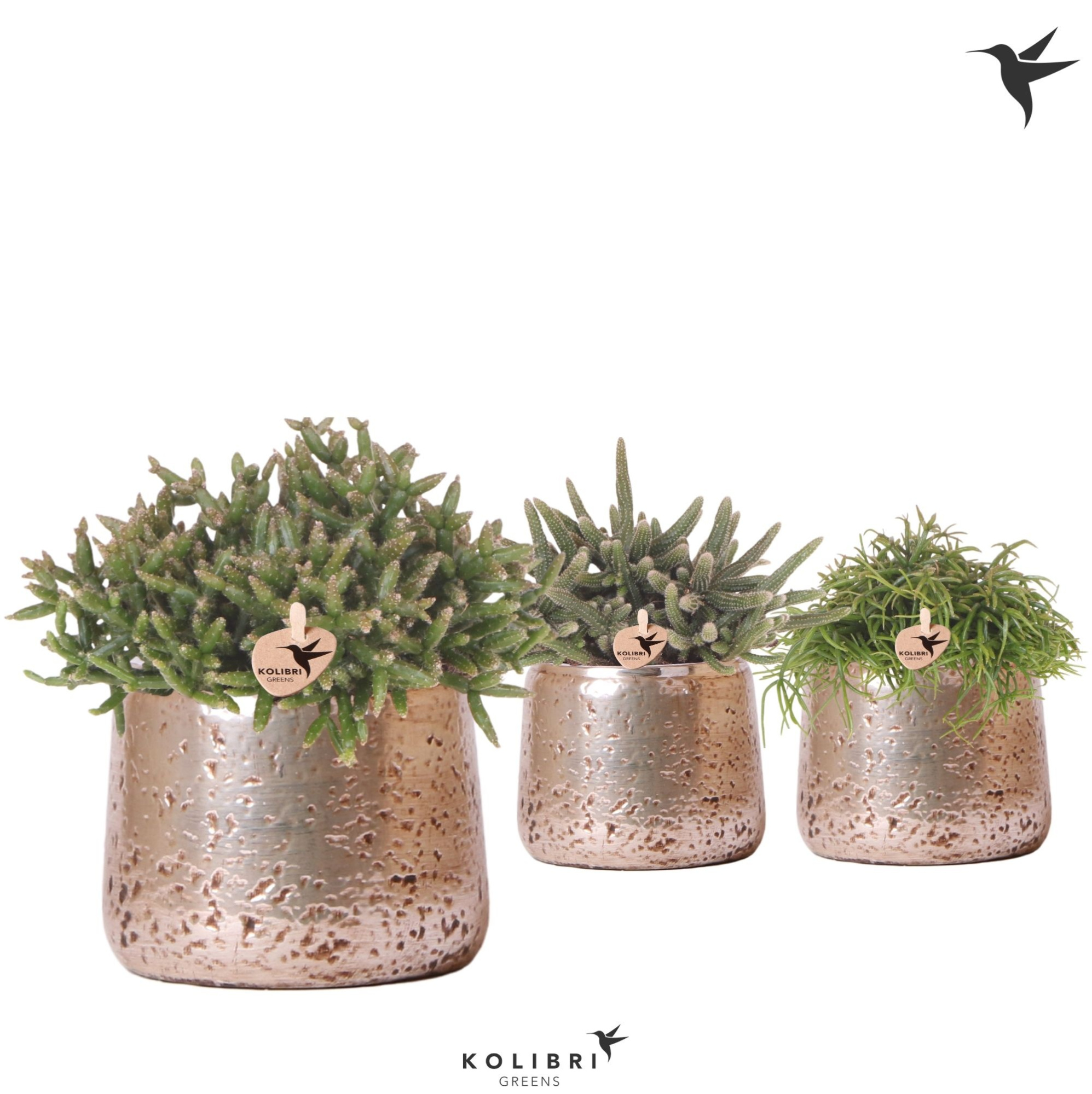 Kolibri Greens Rhipsalis mix in Luxury pot silver, D 12 cm
