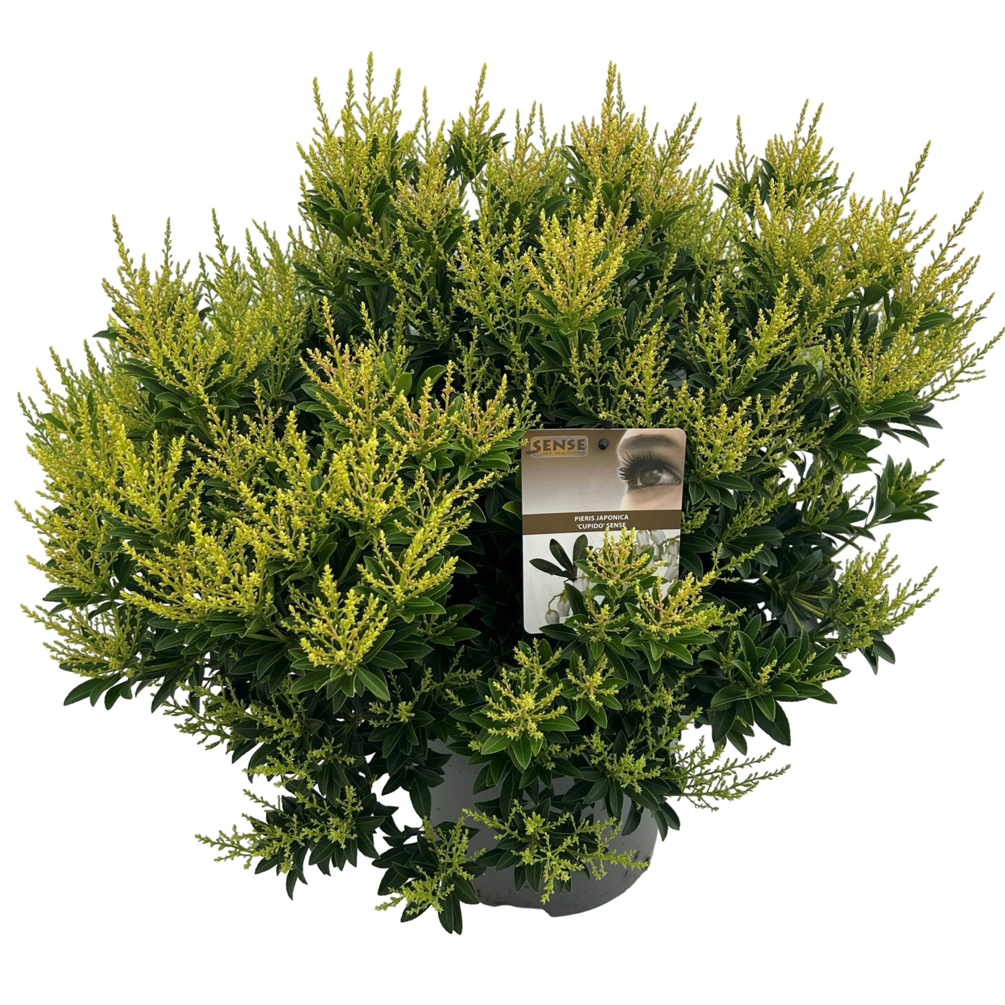 Pieris jap. 'Cupido' sense, D 27 cm