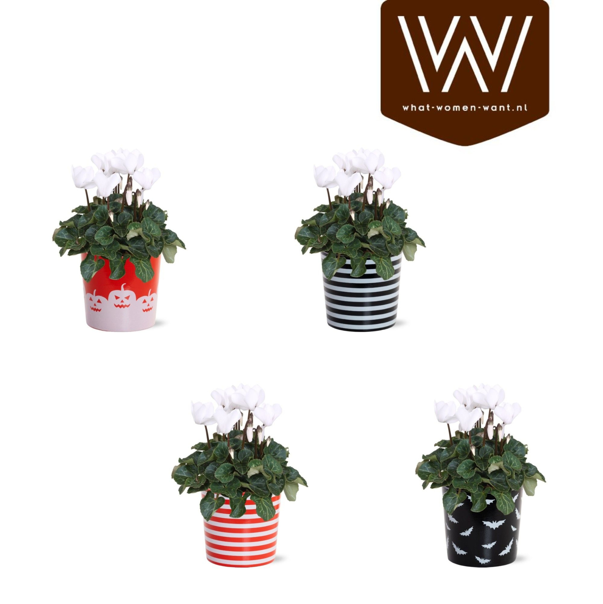 Collectie 'Tasty Bubble' - Cyclamen Wit in Keramiek Vibe Halloween, D 12 cm