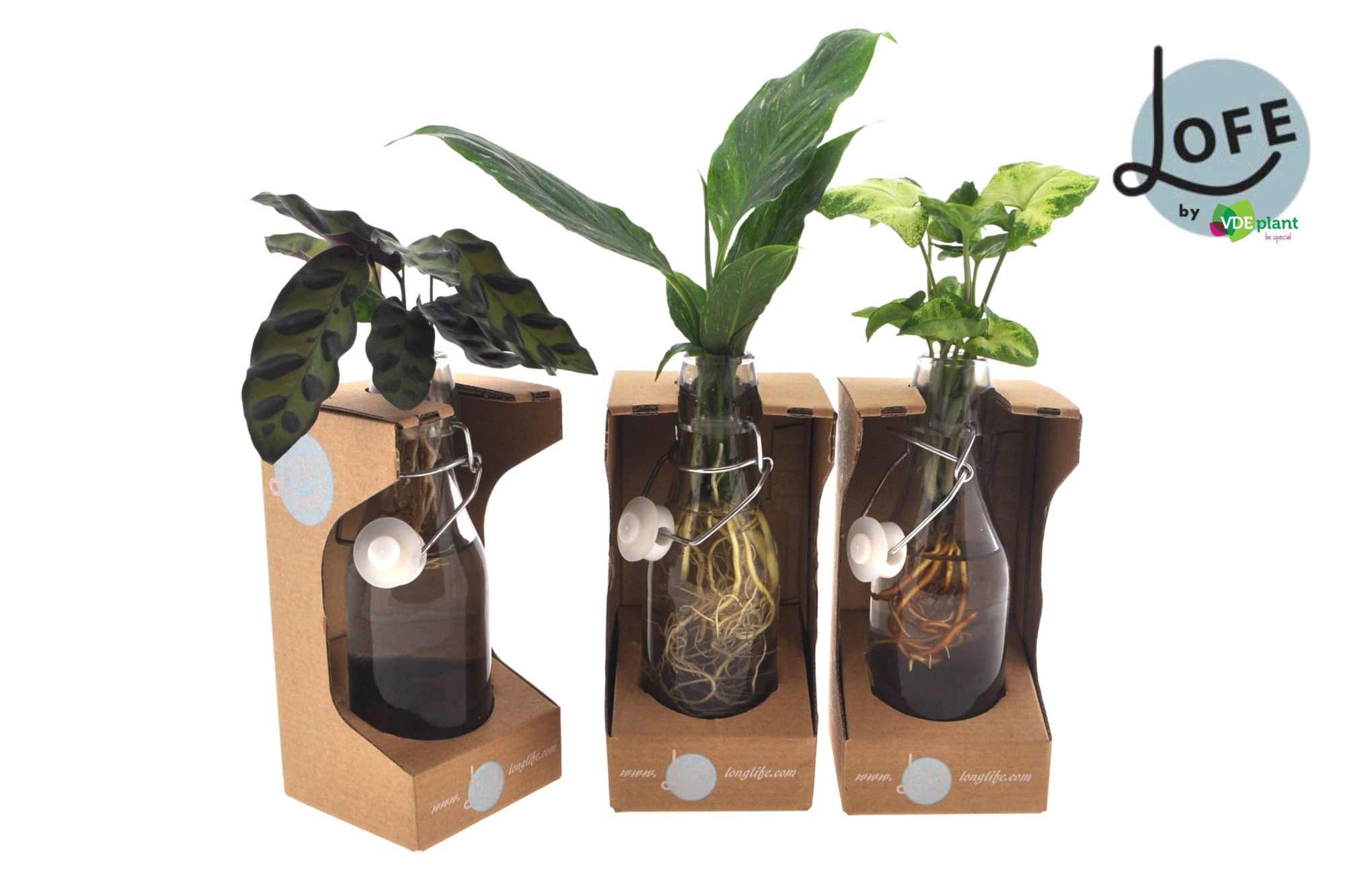 LOFE | Intenz mix in Ann glas + verpakking - levertijd: 24 uur, D 7 cm