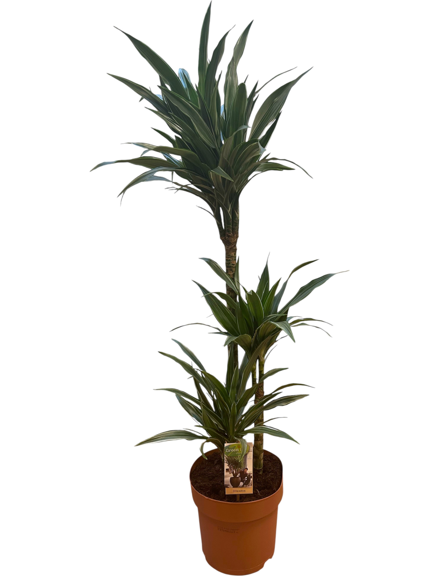 Dracaena Warneckei 75-35-15, D 24