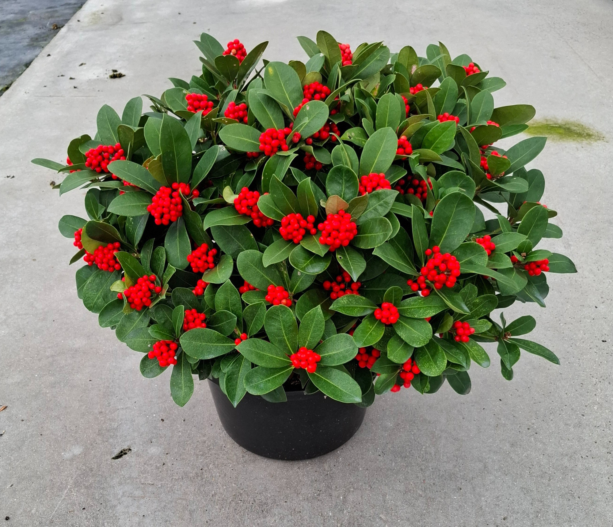 Veitchii 35cm 40+ tros, D 35 cm