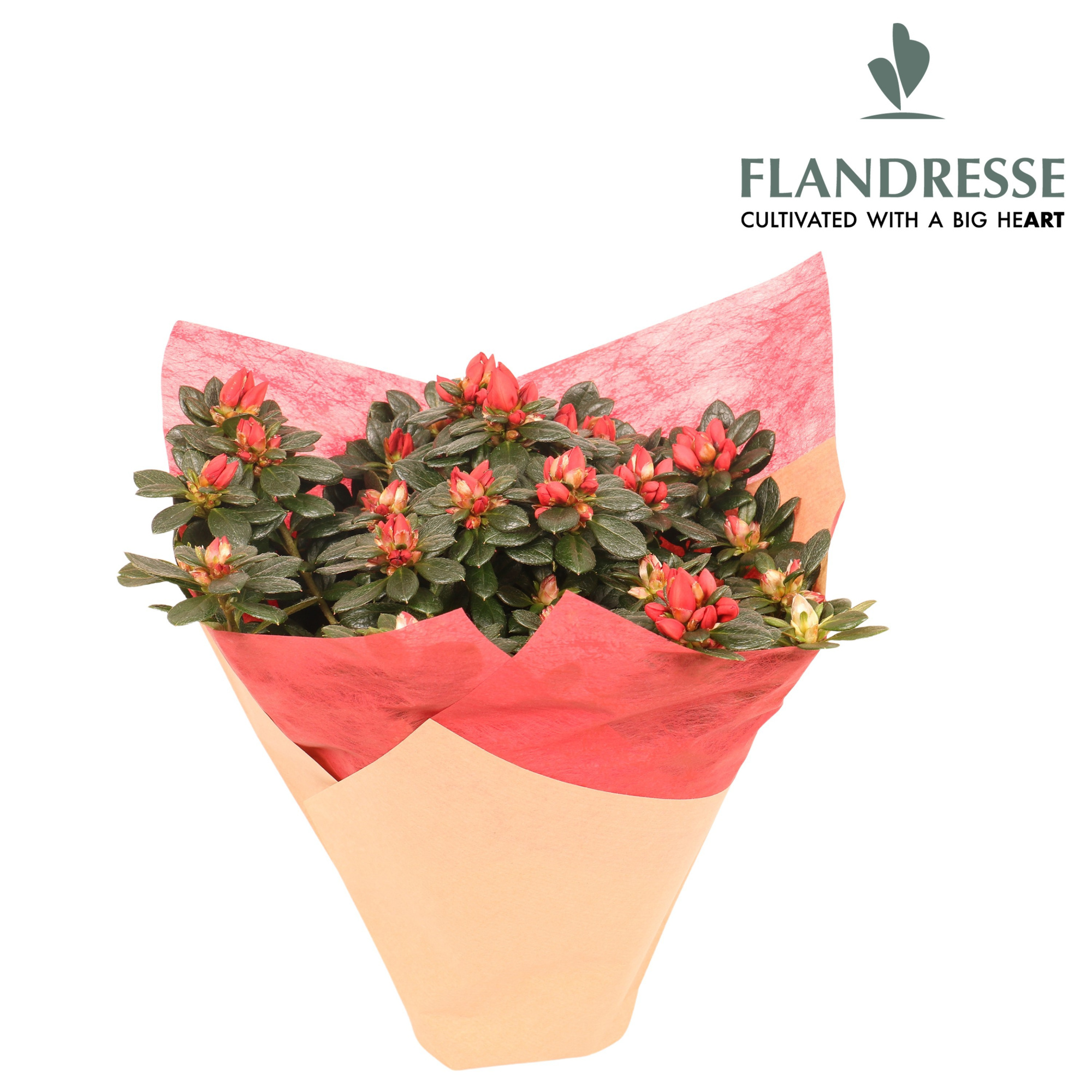 Azalea Flandresse® Kersthoes rood, D 12