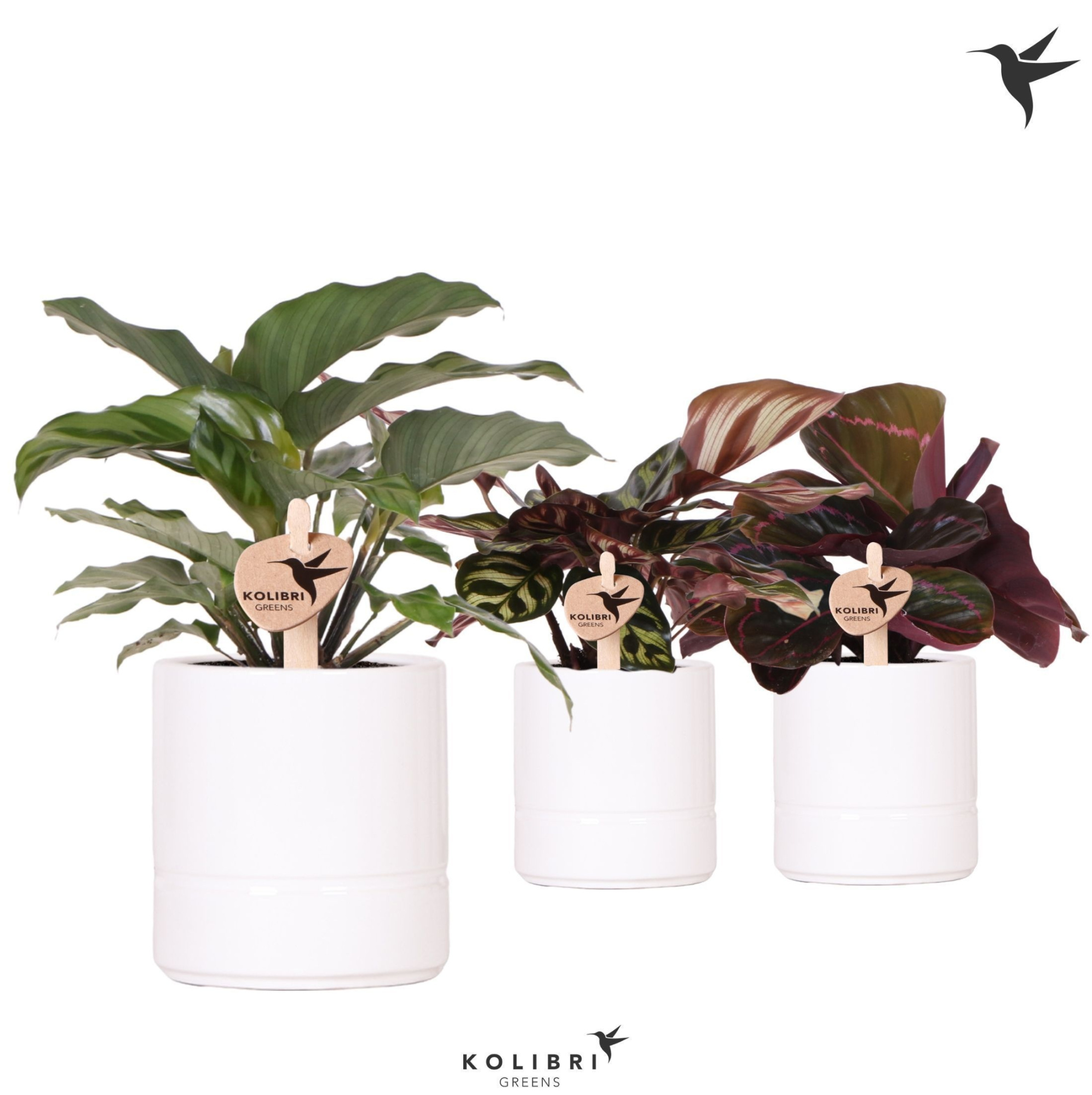 Kolibri Greens Calathea mix in Pastel pot white, D 9 cm