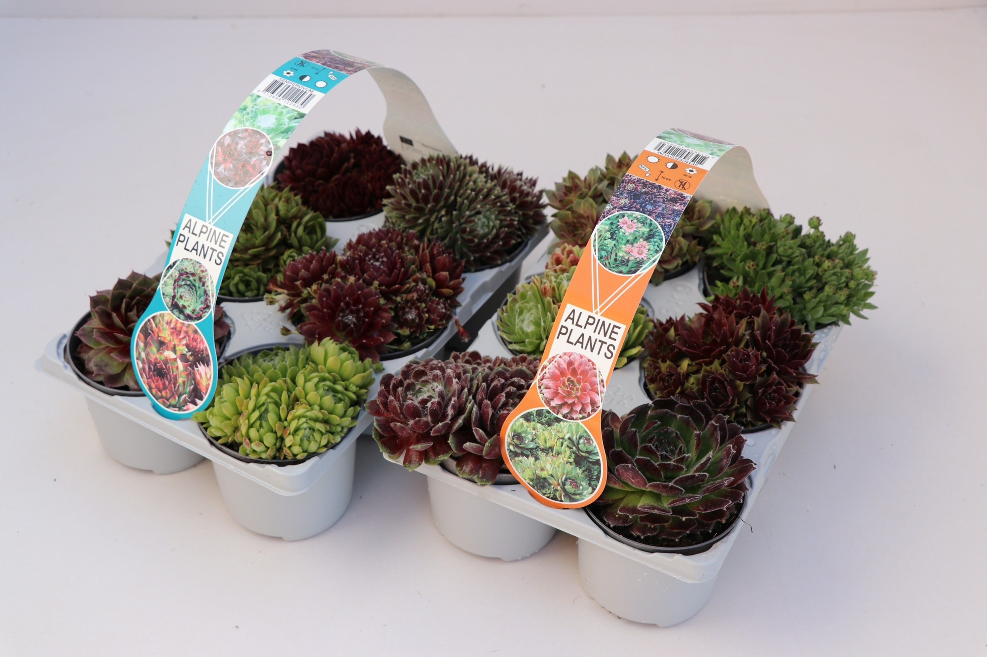 Sempervivum mix, sixpack, D 8,5 cm